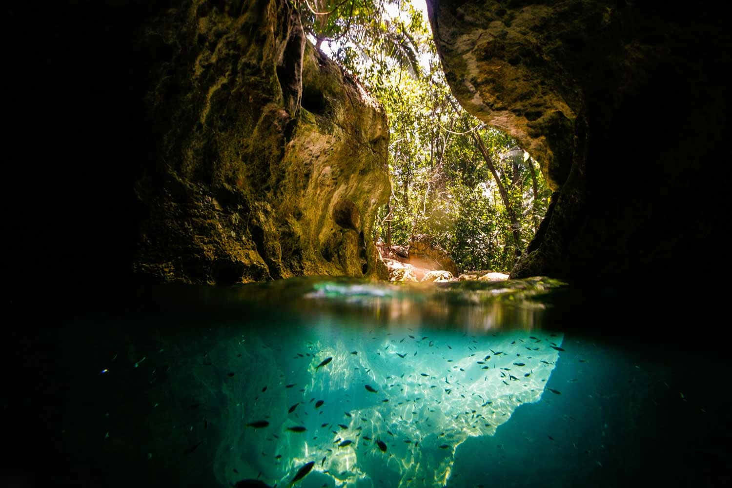 Cave 桌布 壁紙 — 陽光穿過叢林樹冠，照射在清澈見底的地下水池上，顯露出在長滿苔蘚的岩壁下游動的魚兒。
