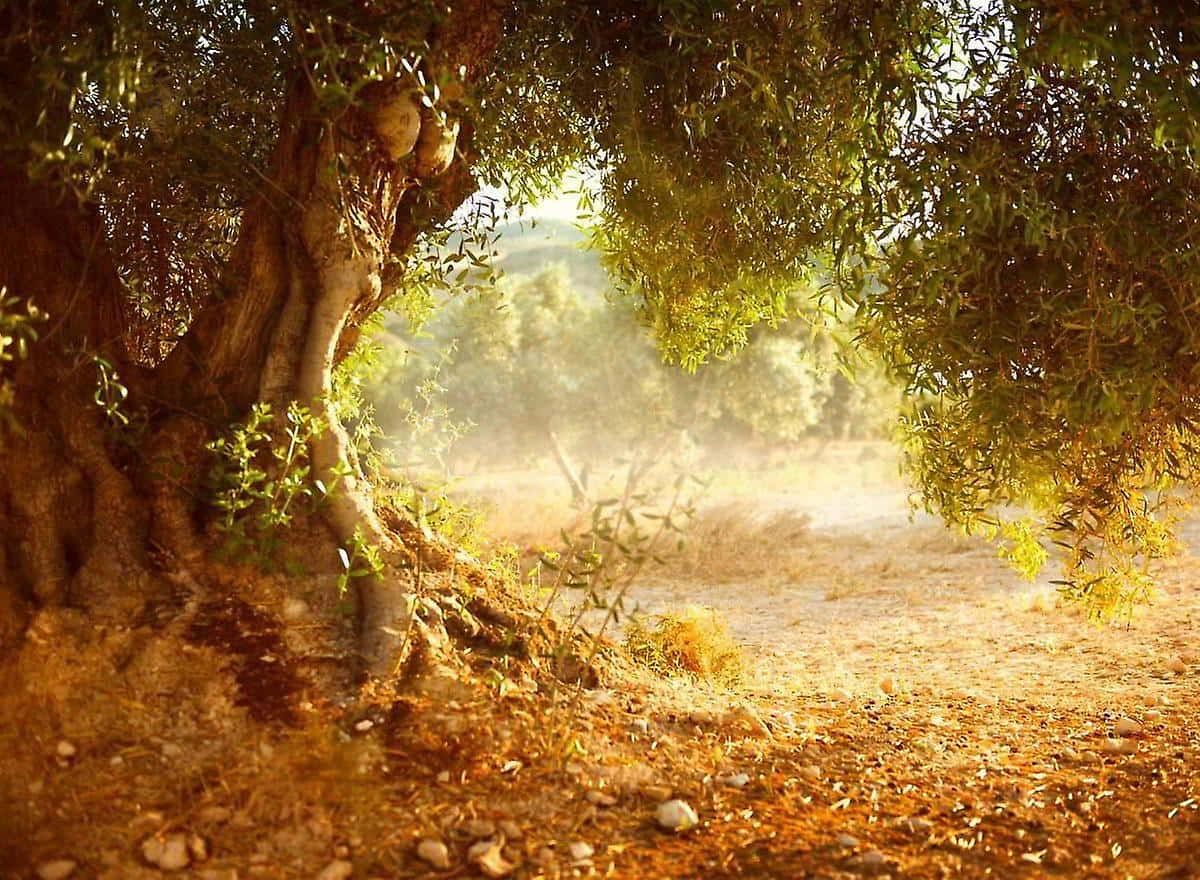 Olive Tree 桌布 壁紙 — 陽光穿過古老的橄欖樹，在寧靜的地中海果園的塵土小徑上投下金色光芒。