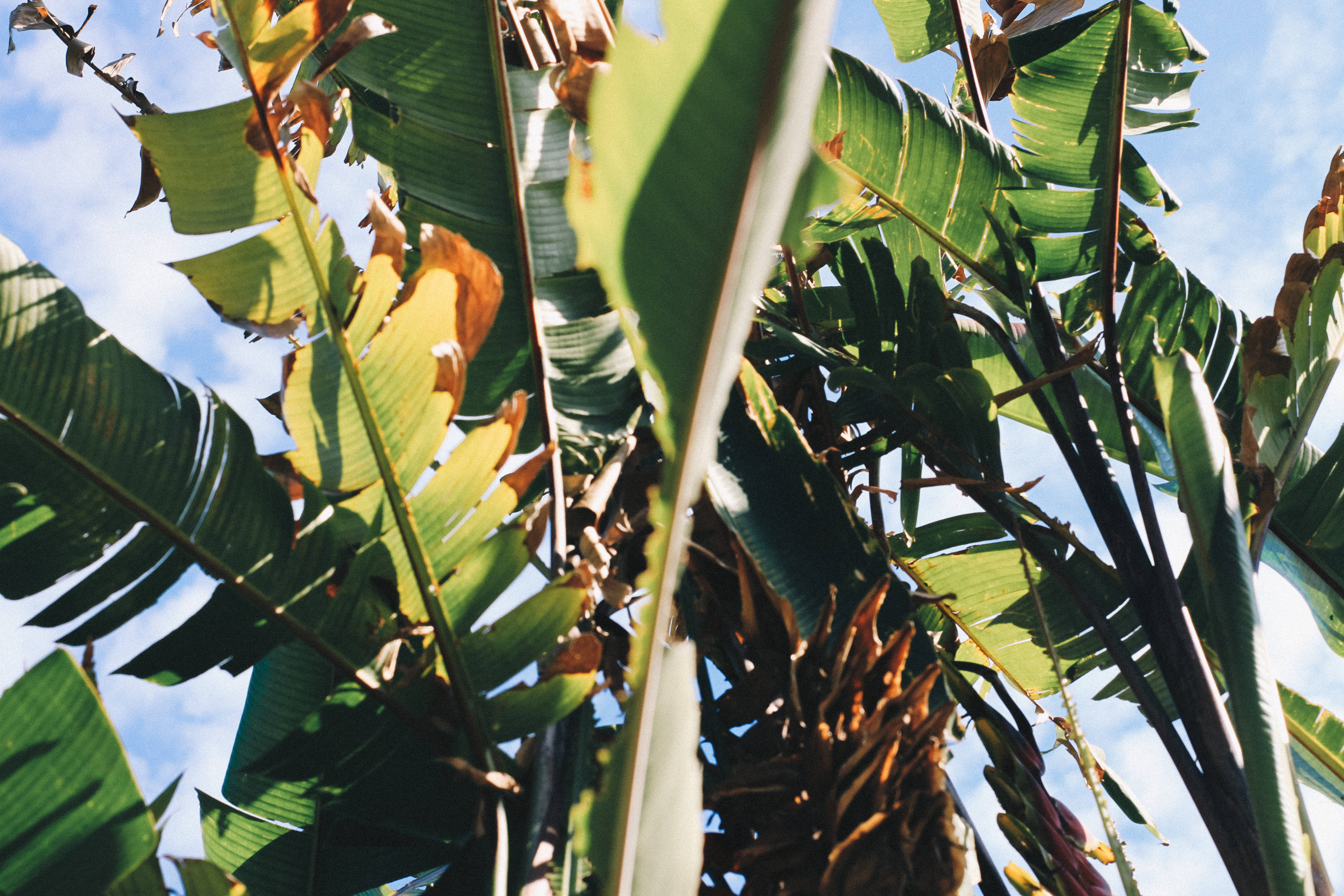 Banana Leaf 桌布 壁紙 — 陽光穿過大片綠色香蕉葉，映襯著藍天白雲。