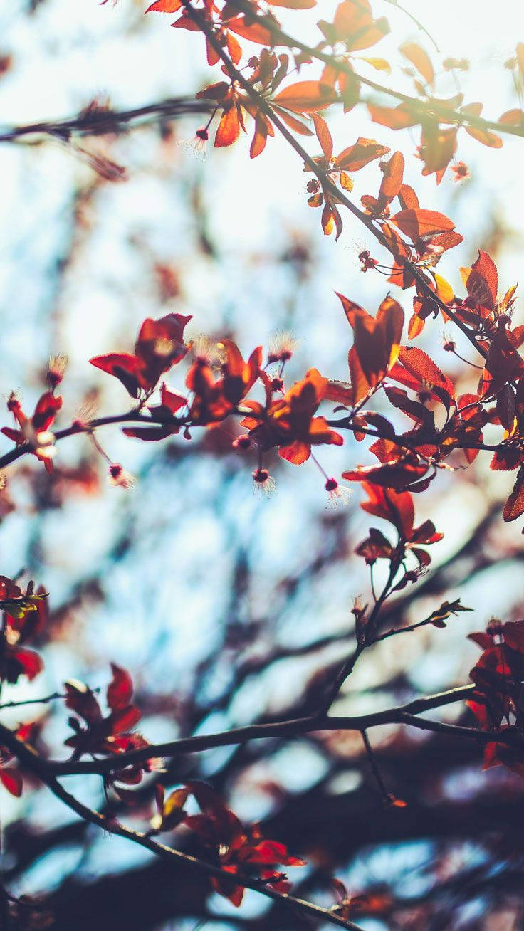 Pinterest 桌布 壁紙 — 陽光穿過嬌嫩枝條上鮮紅的樹葉，映襯著柔和的藍天。