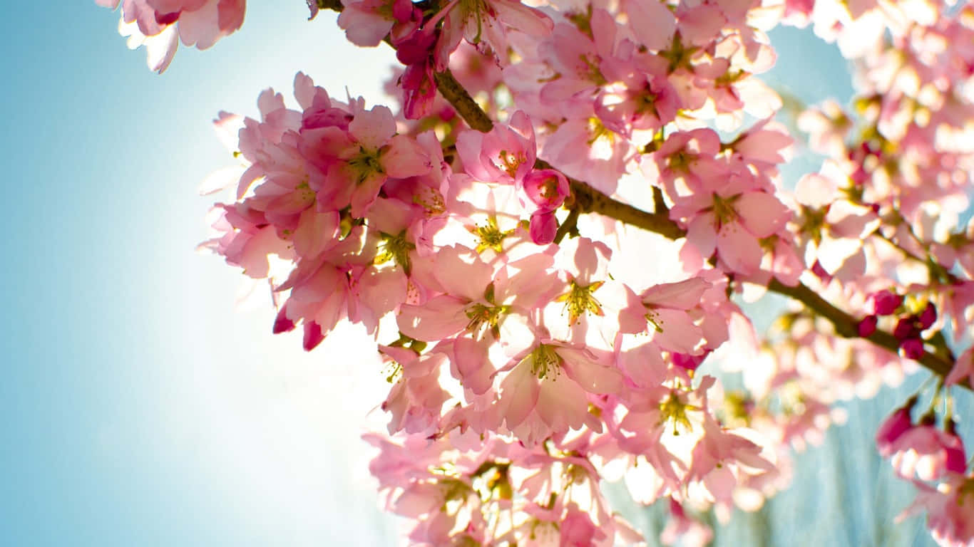 Cherry Blossoms 桌布 壁紙 — 陽光穿過嬌嫩的粉紅櫻花，映襯著清澈的藍天。