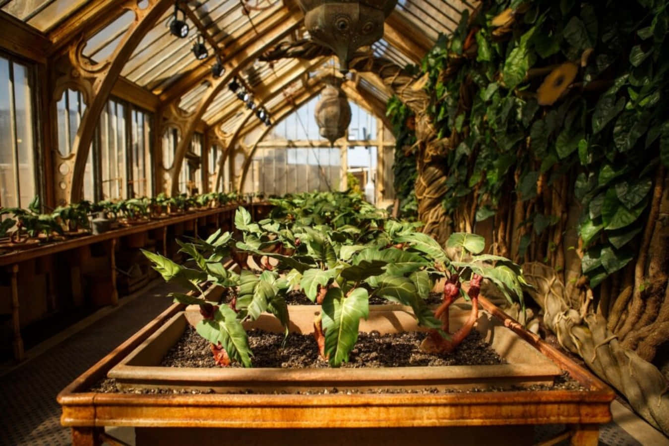 The Hogwarts Greenhouses 桌布 壁紙 — 陽光穿過宏偉的玻璃溫室，照亮了木製花盆中一排排茂盛的綠色植物。