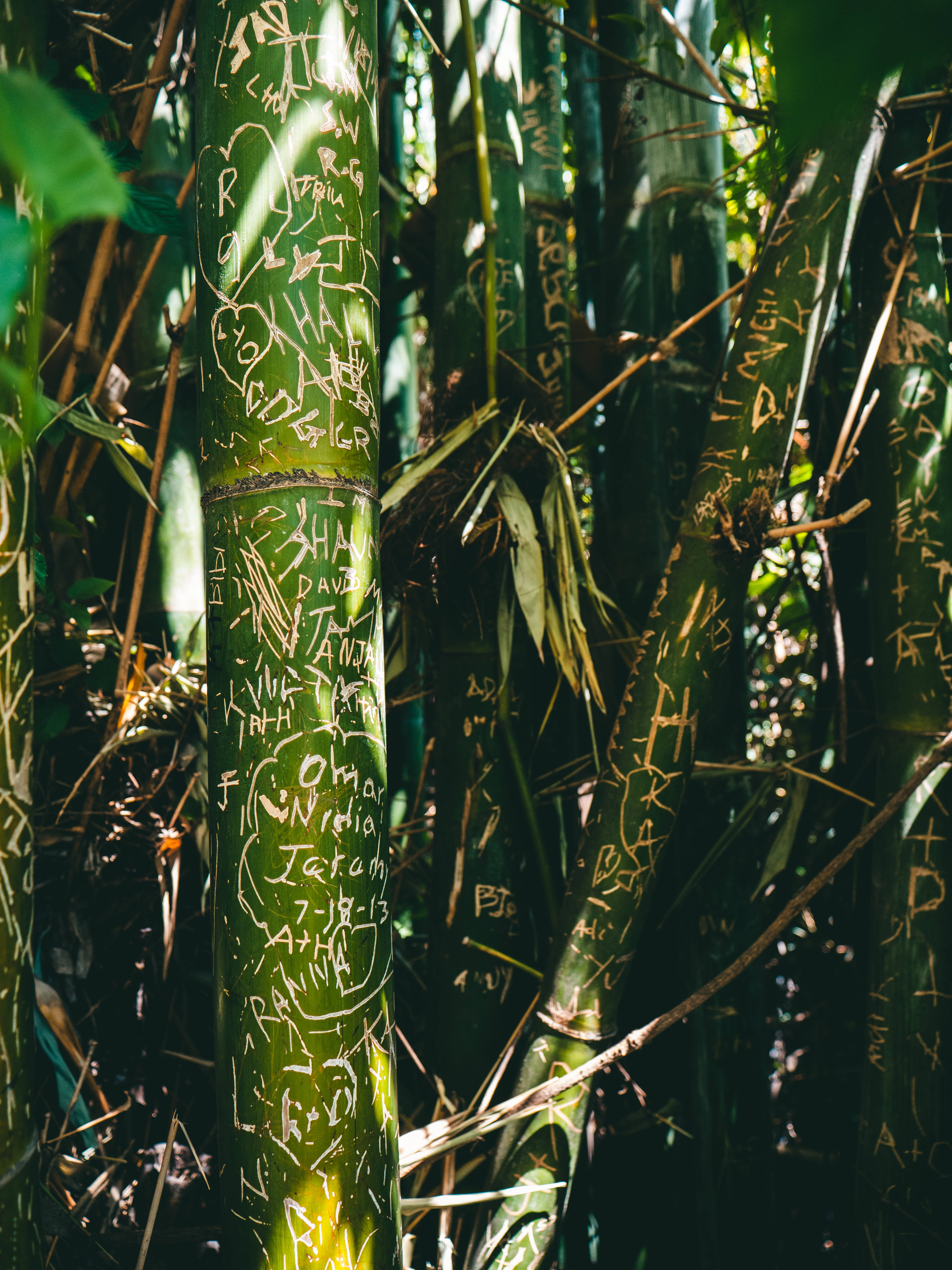 Bamboo 桌布 壁紙 — 陽光穿過密集的竹莖，竹莖上覆蓋著白色塗鴉蝕刻，創造出充滿活力的自然塗鴉場景。