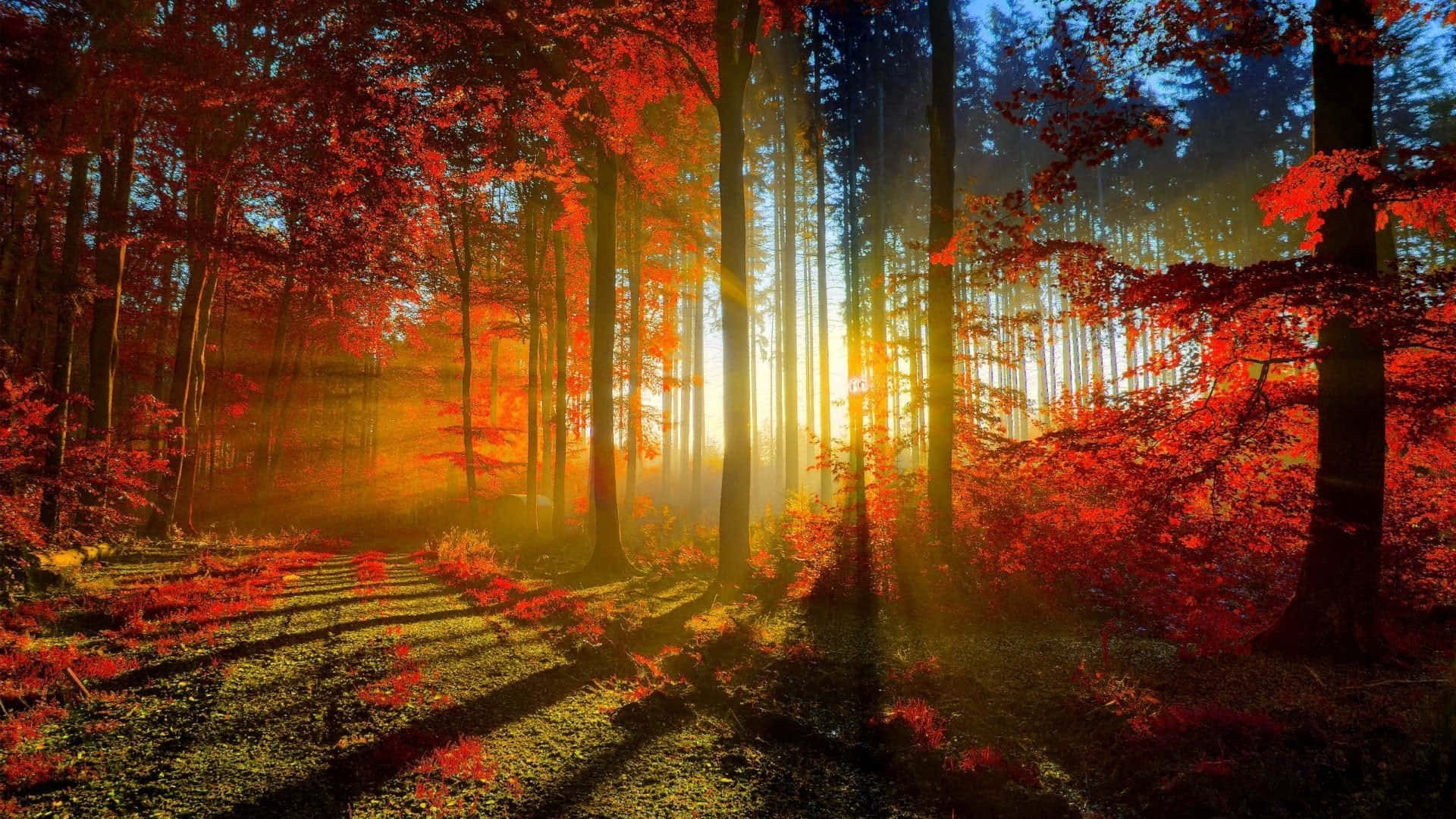 高清 桌布 壁紙 — 陽光穿過寧靜森林中鮮紅的秋葉，在長滿苔蘚的小徑上投下長長的影子。