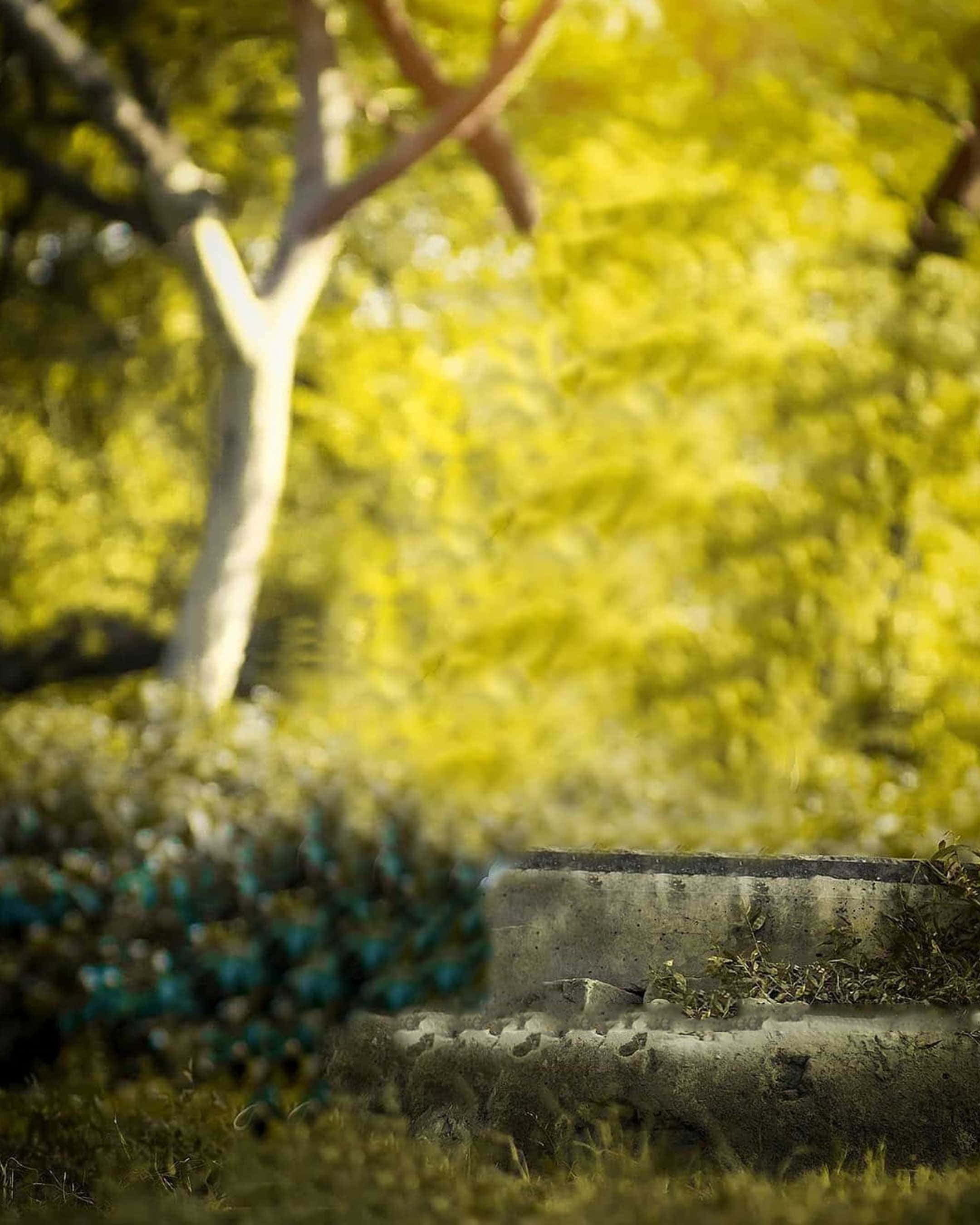 背景 桌布 壁紙 — 陽光穿過寧靜花園中一張風化石凳後方充滿活力的綠色樹葉。