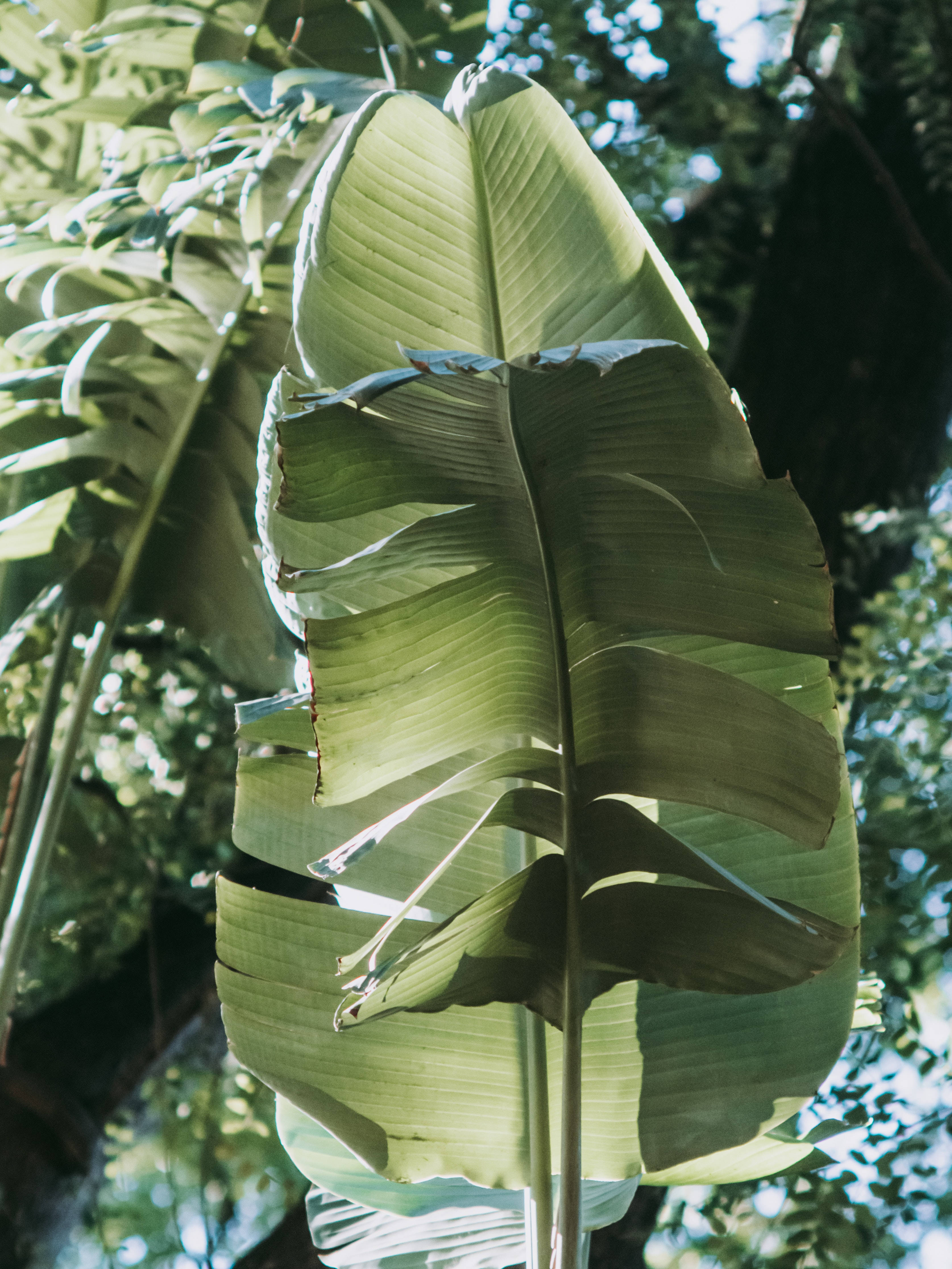 Plant Aesthetic 桌布 壁紙 — 陽光穿過巨大的香蕉葉，在茂密的熱帶森林中形成斑駁的陰影。