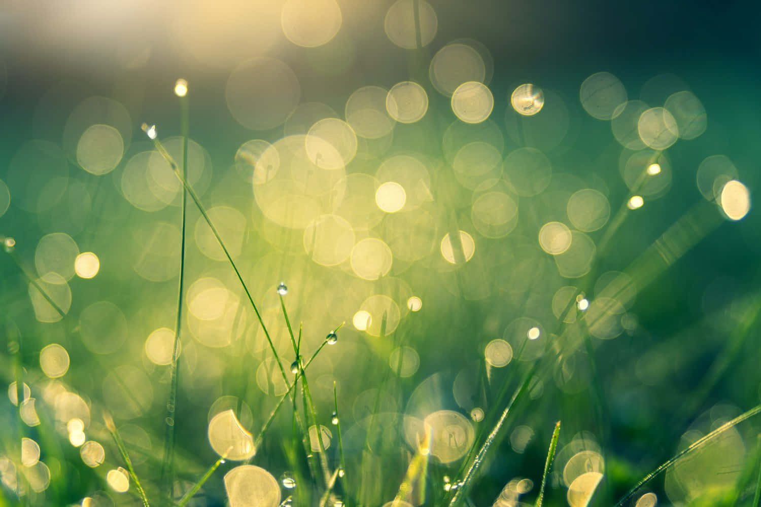 Grass 桌布 壁紙 — 陽光穿過帶有露珠的草葉，營造出帶有金色圓點和鮮豔綠色調的夢幻散景效果。