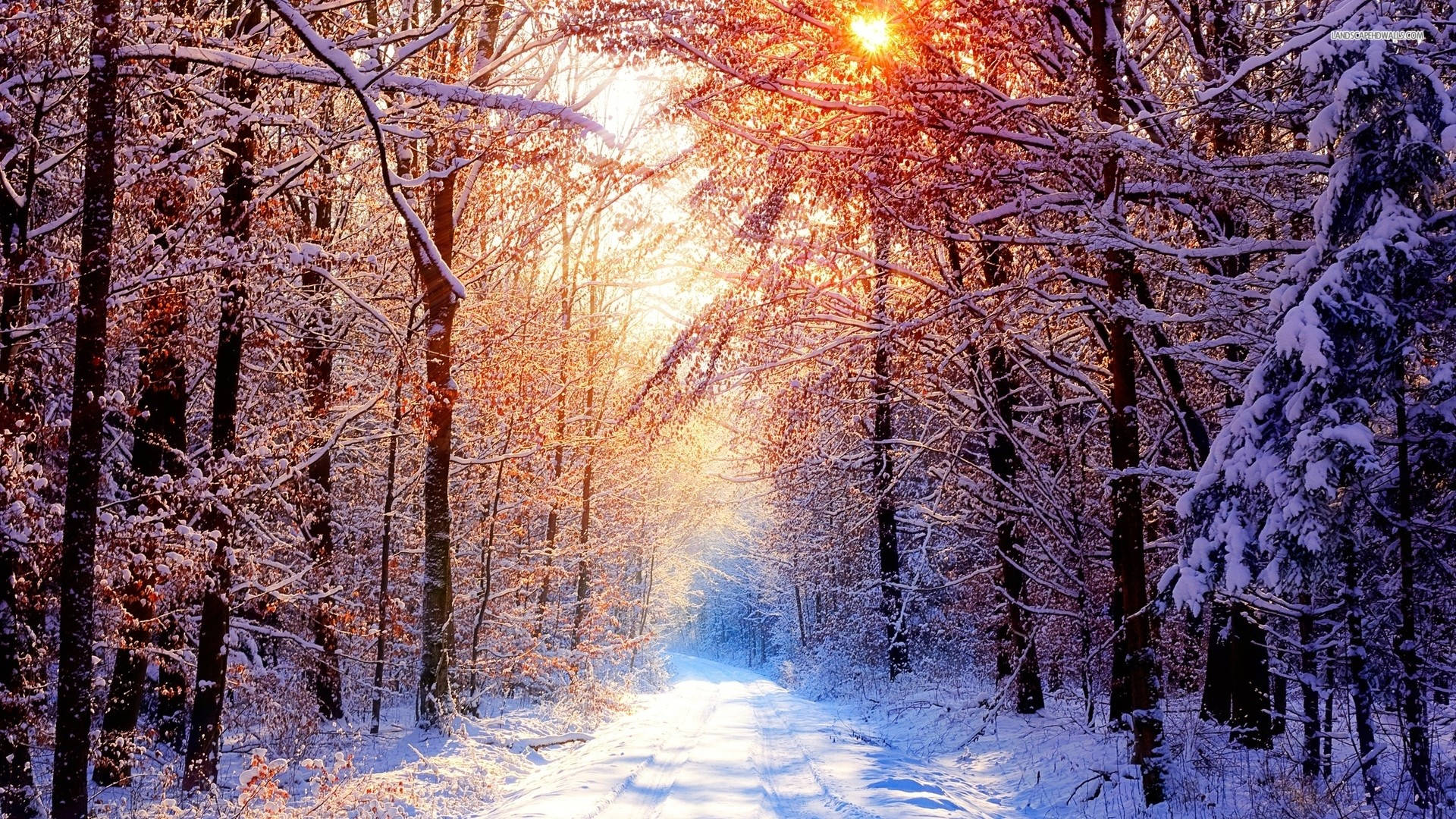 風景 桌布 壁紙 — 陽光穿過披上雪霜的樹木，照亮了寧靜的冬日森林小徑。