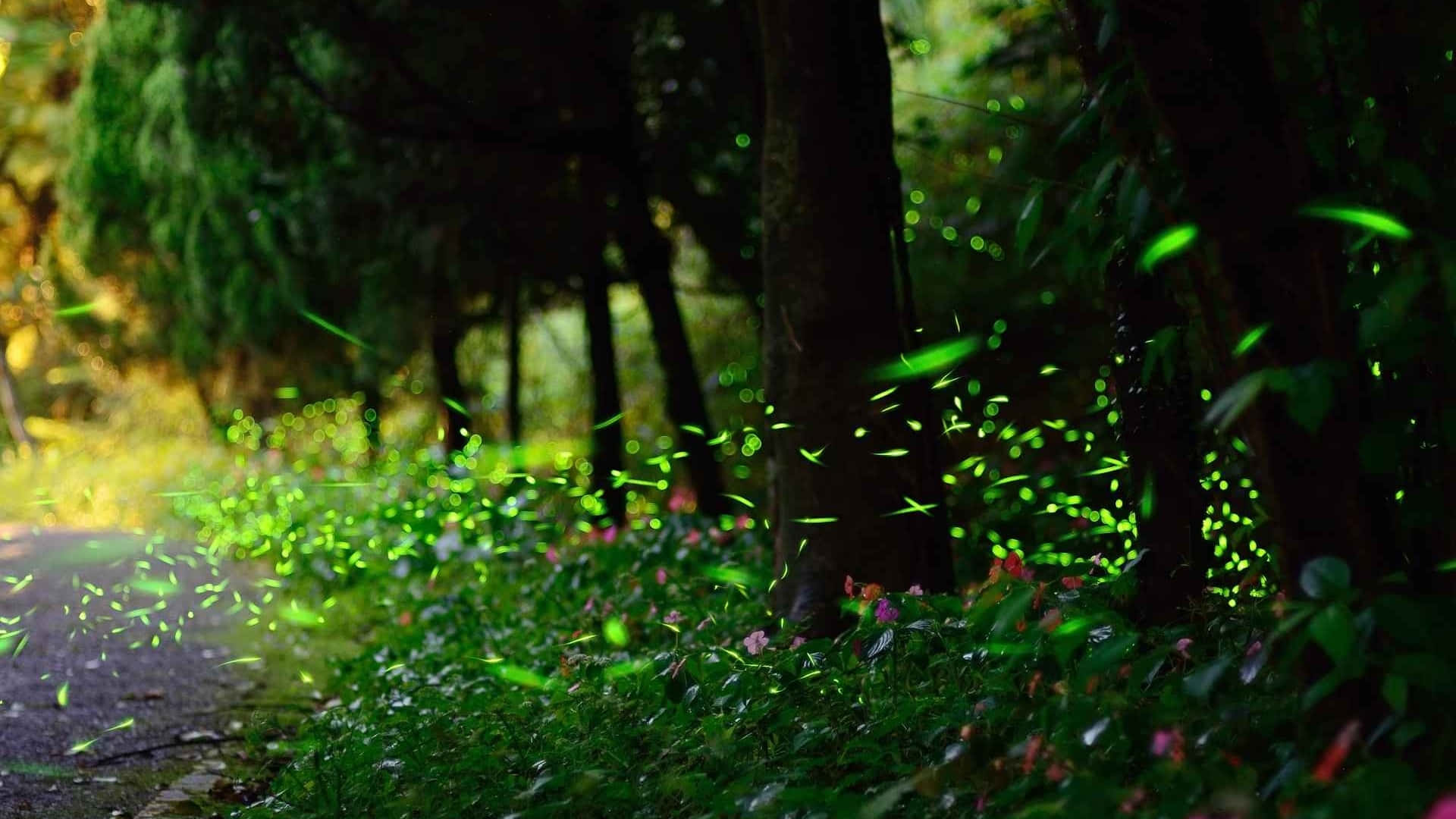 Firefly HD 桌布 壁紙 — 陽光穿過森林，在長滿苔蘚的小徑上投射出發光的綠葉和散景。