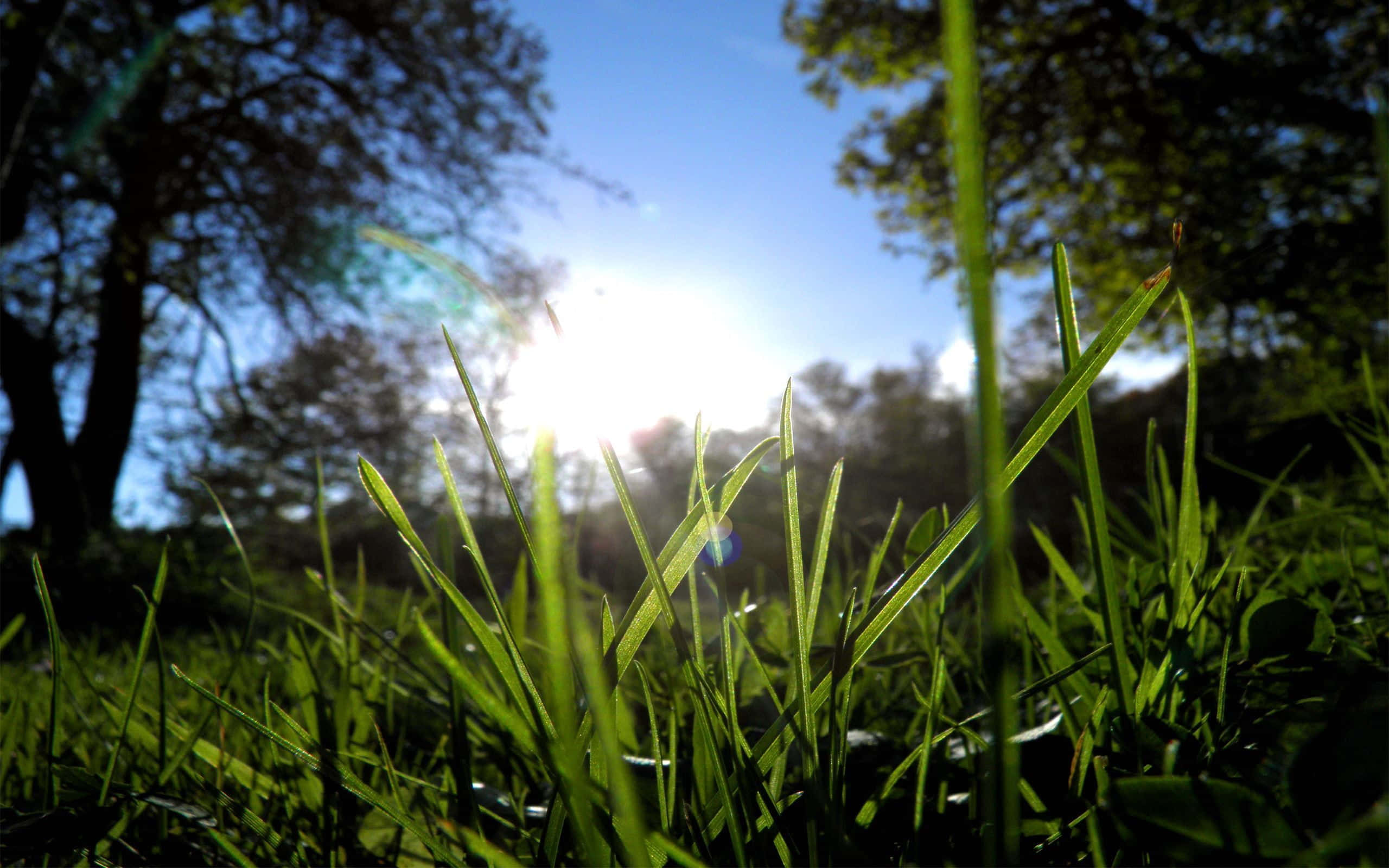 Green Grass 桌布 壁紙 — 陽光穿過樹木，在低角度拍攝中，在充滿活力的綠色草地上投射出鏡頭光暈。