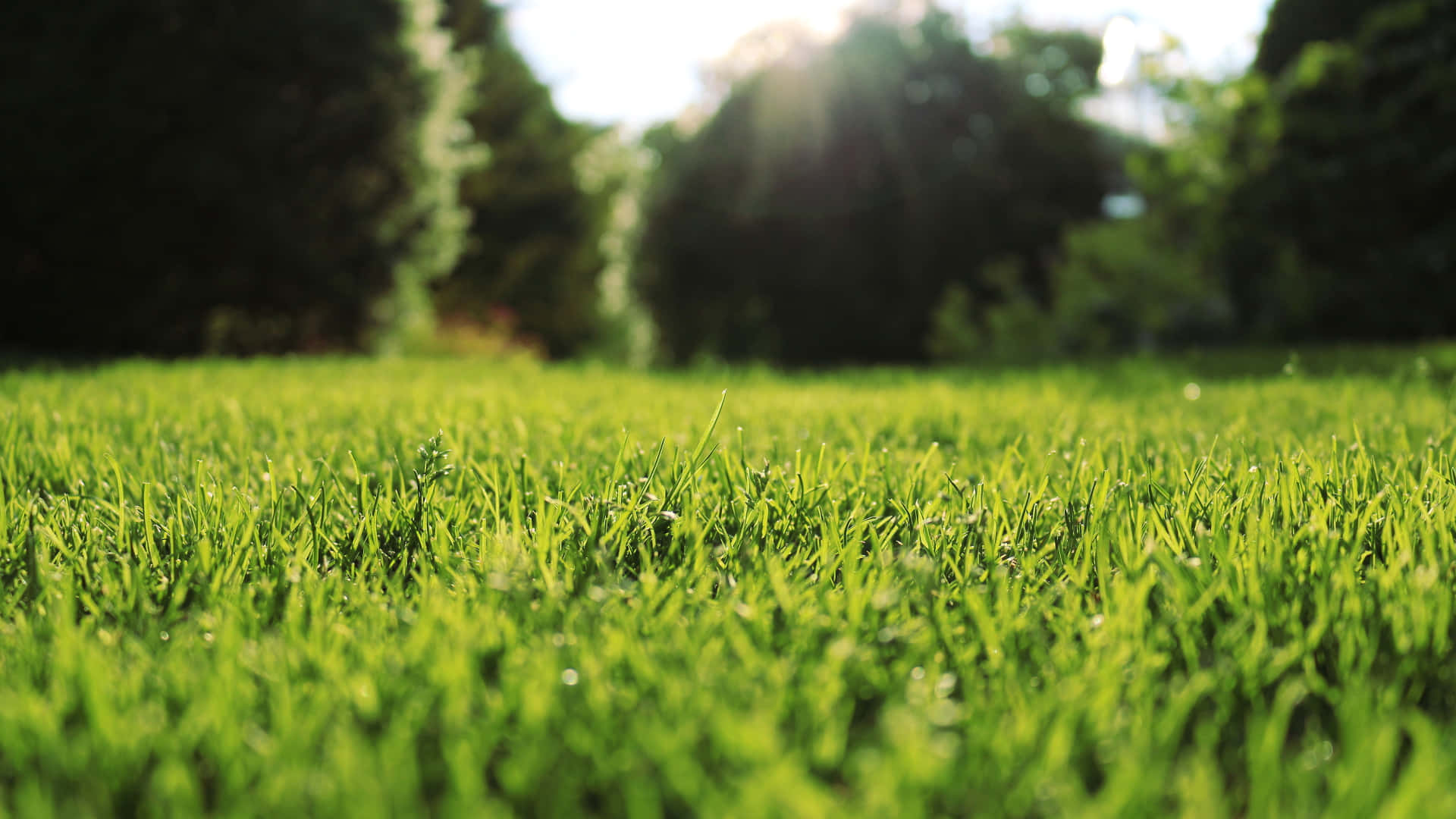 Green Grass 桌布 壁紙 — 陽光穿過樹木，在充滿活力的綠色草坪上投射出鏡頭光暈，露珠在淺景深中閃閃發光。