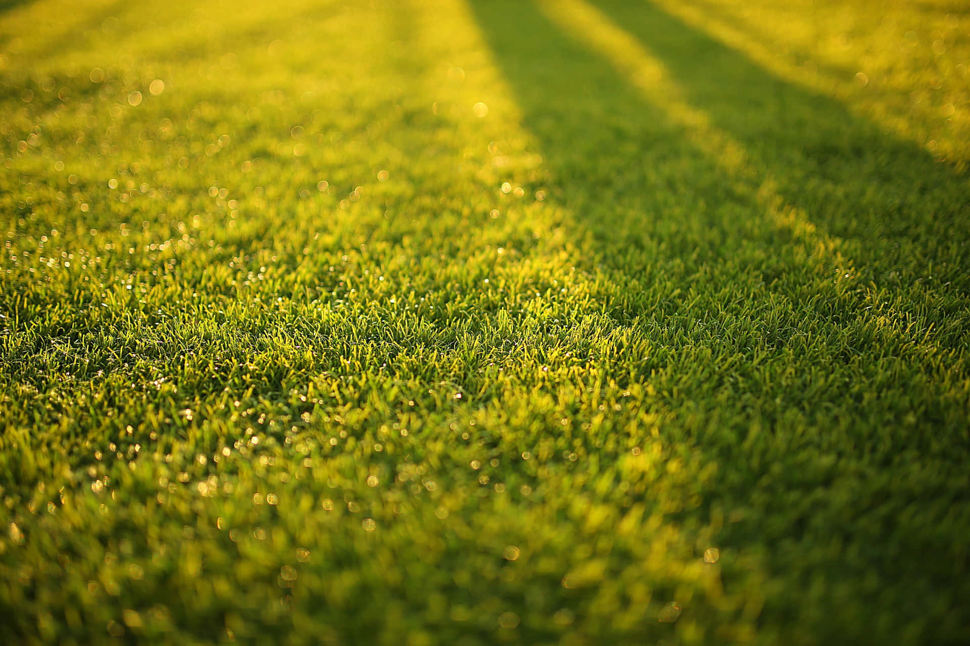 Green Grass 桌布 壁紙 — 陽光穿過樹木，在充滿活力的綠色草地上投下長長的影子。