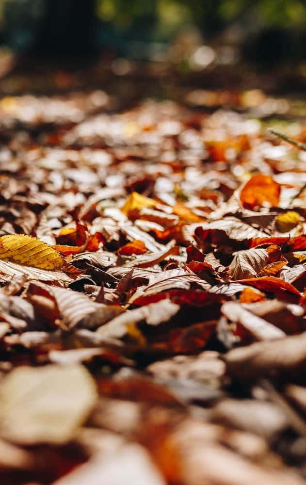 Fall Leaves iPhone 桌布 壁紙 — 陽光穿過樹木，在溫暖大地色調的脆脆秋葉地毯上投下金色的光芒。