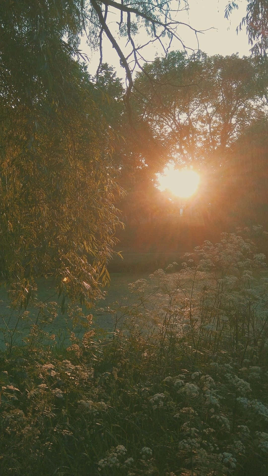 Hazel Aesthetic 桌布 壁紙 — 陽光穿過樹木，在霧氣瀰漫的池塘上投下金色光芒，周圍環繞著野花和樹葉。