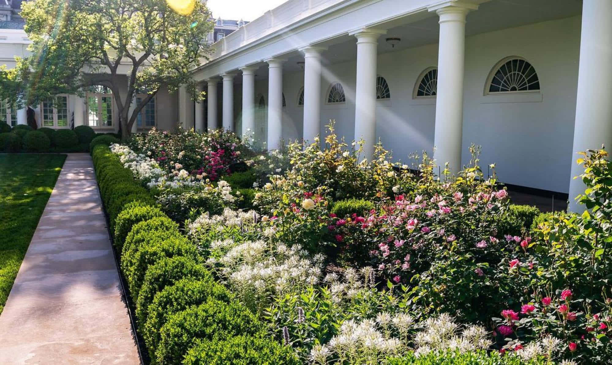 White House Rose Garden 桌布 壁紙 — 陽光穿過樹木，灑在一條整齊的花園小徑上，旁邊是一座白色柱子的建築，開滿了粉紅色和白色的花朵。