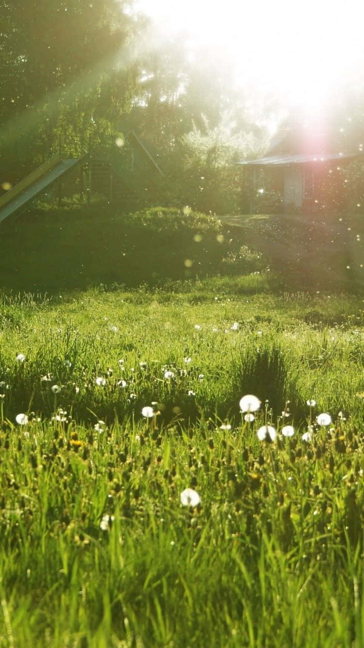 Spring Meadow 桌布 壁紙 — 陽光穿過樹木照射在生機勃勃的綠色草地上，草地上點綴著白色蒲公英和野花。