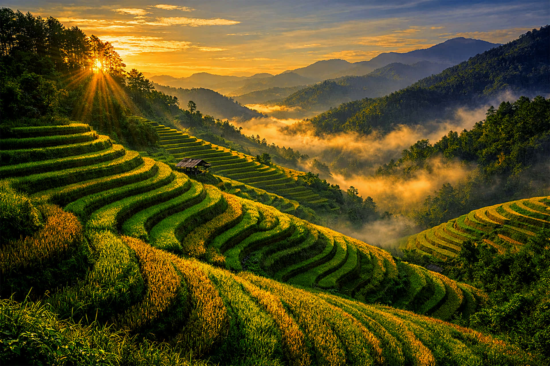 twilight on the rice field hills 壁紙 — 陽光穿過樹林，照亮了在翠綠梯田上盤旋的金色薄霧，梯田蜿蜒而上山坡。