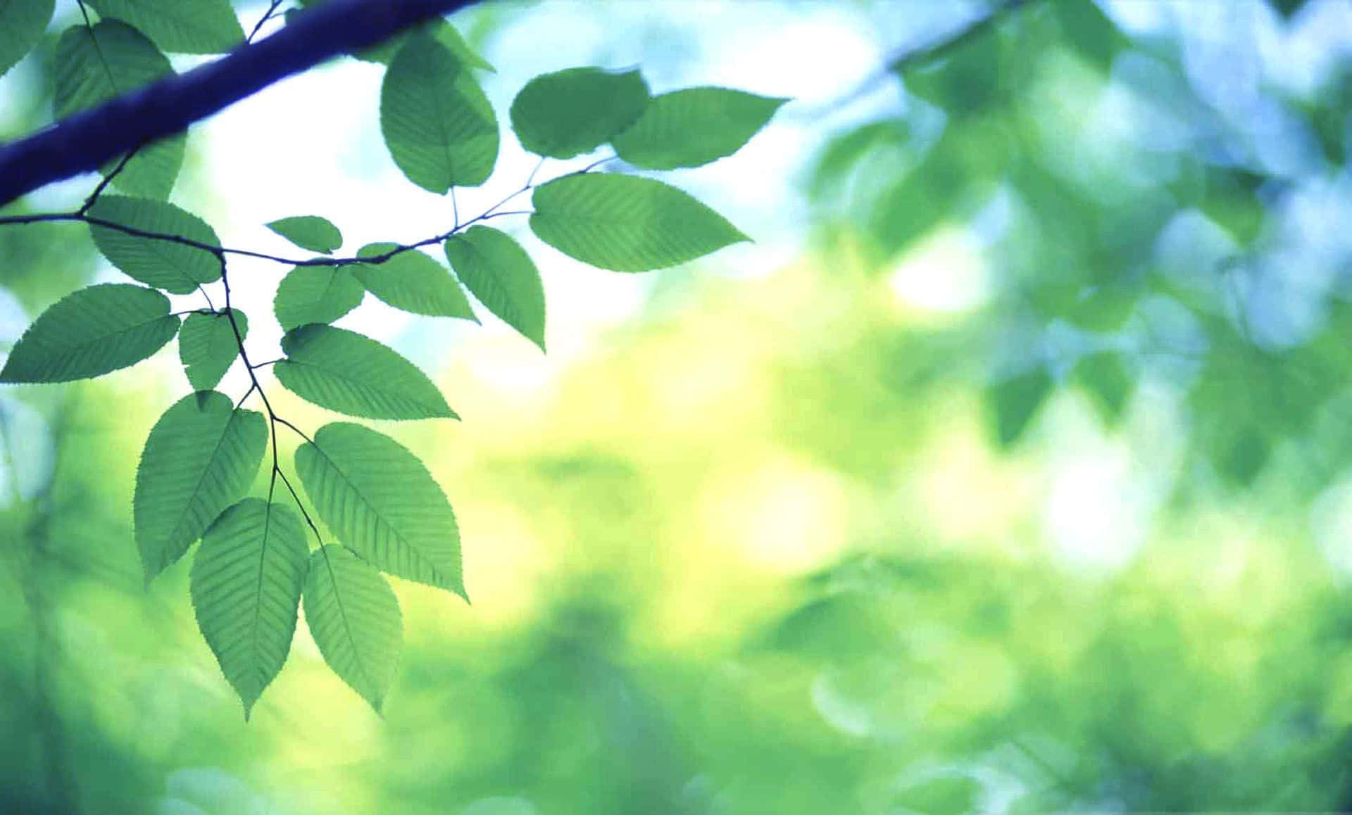 Green Leaves 桌布 壁紙 — 陽光穿過樹枝上充滿活力的綠葉，背景是柔和模糊的森林。