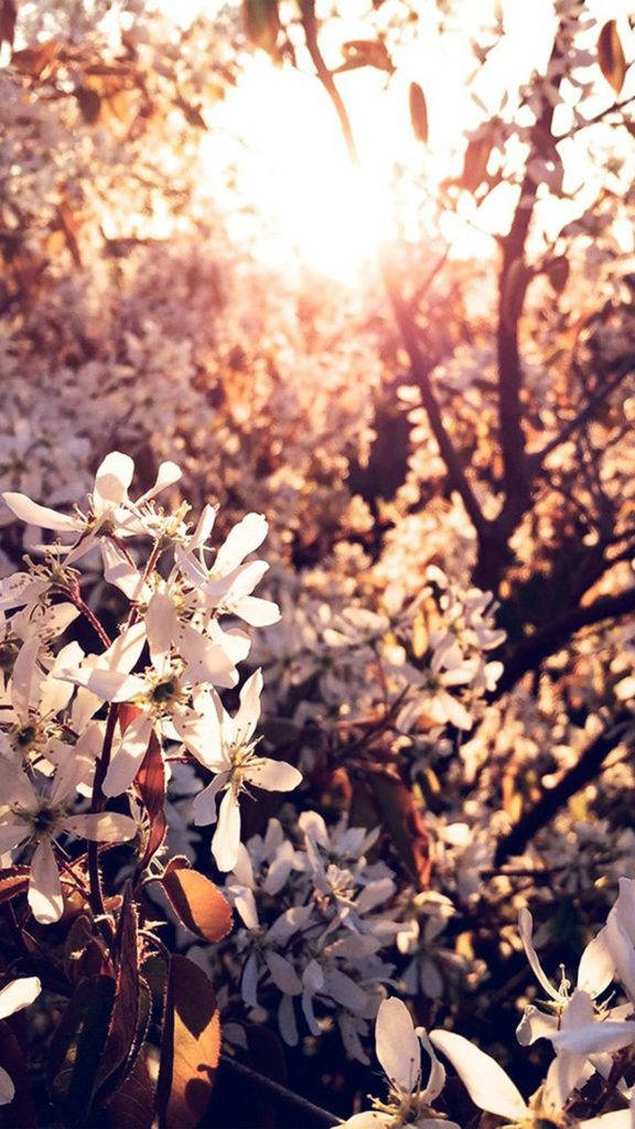 花 iPhone 桌布 壁紙 — 陽光穿過樹枝上精緻的白色花朵，營造出溫暖的金色光芒，背景柔和散景。