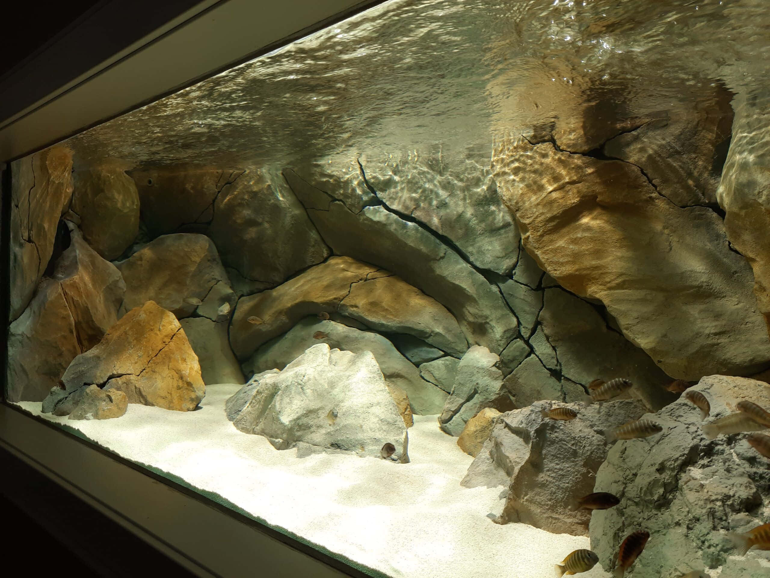 桌布 壁紙 — 陽光穿過水層照射在岩石水族箱底部，小魚在沙質底材和紋理石塊間游動。