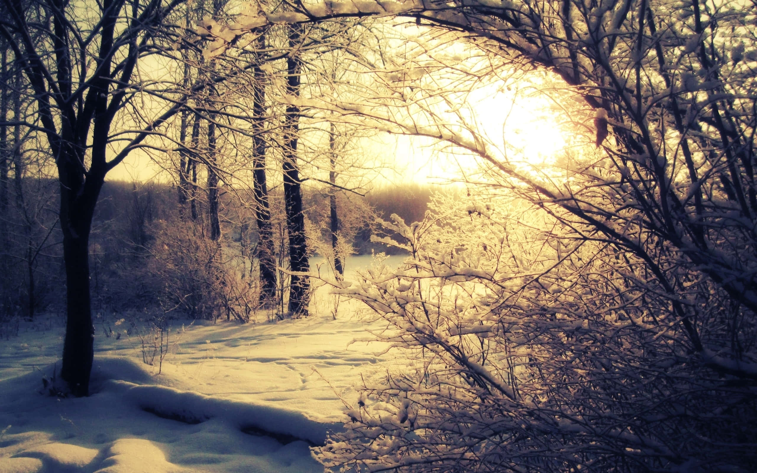 Winter Forest 桌布 壁紙 — 陽光穿過沾滿雪花的樹枝，框出一條寧靜的冬日森林小徑。