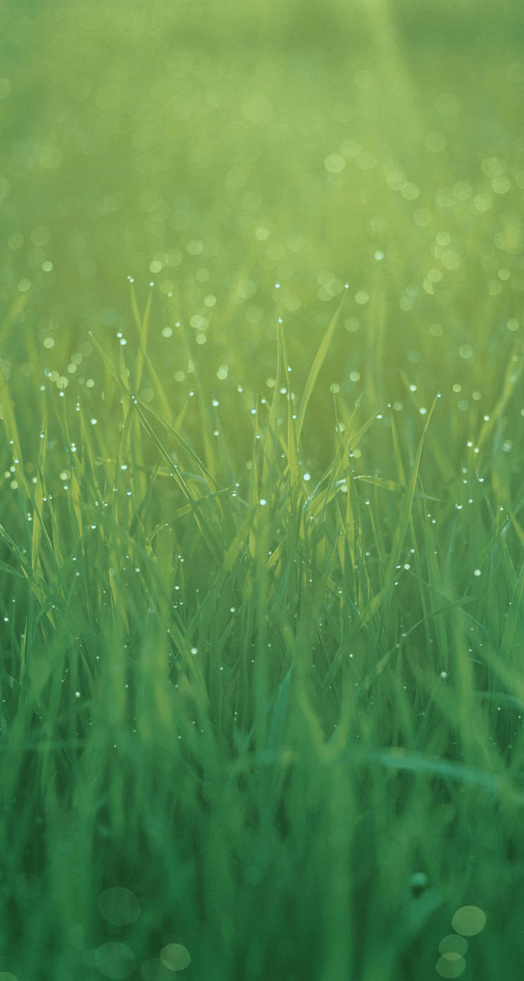 Grass 桌布 壁紙 — 陽光穿過沾滿露水的草葉，營造出柔和發光的綠色散景效果。