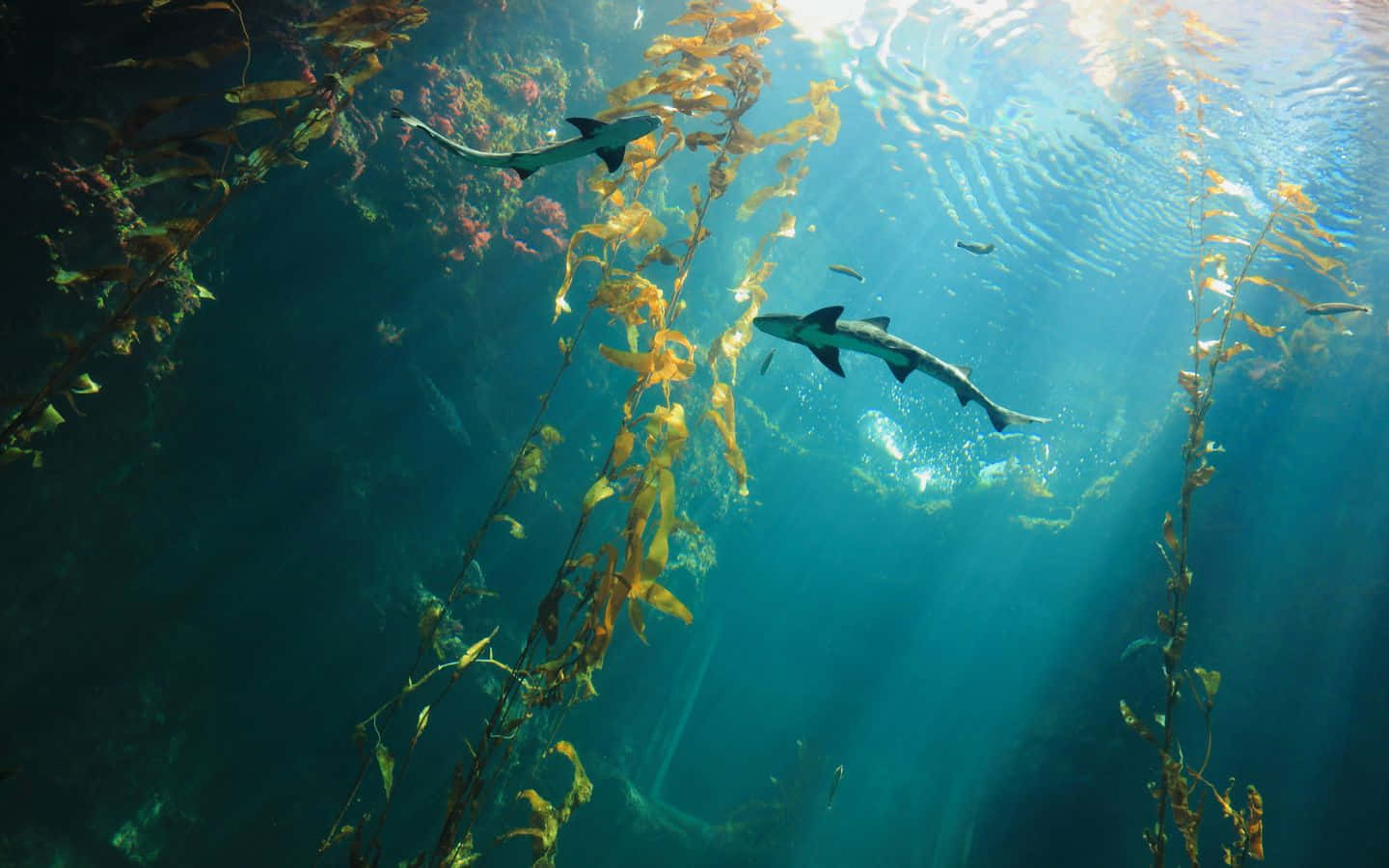 1440x900 桌布 壁紙 — 陽光穿過海藻森林，鯊魚在水中搖曳的金色海藻間優雅滑行。