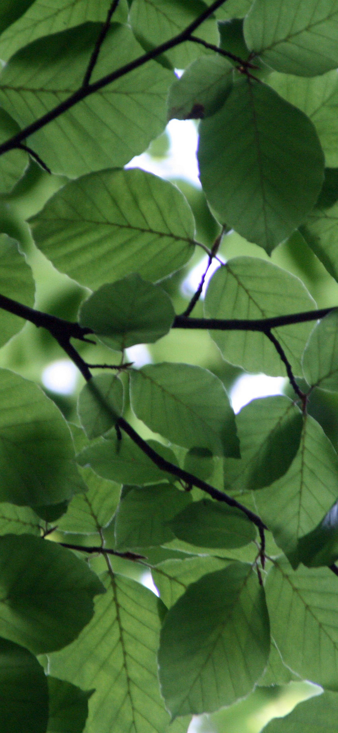 Leaves 桌布 壁紙 — 陽光穿過深色樹枝上茂密的綠葉，形成斑駁的自然樹冠效果。