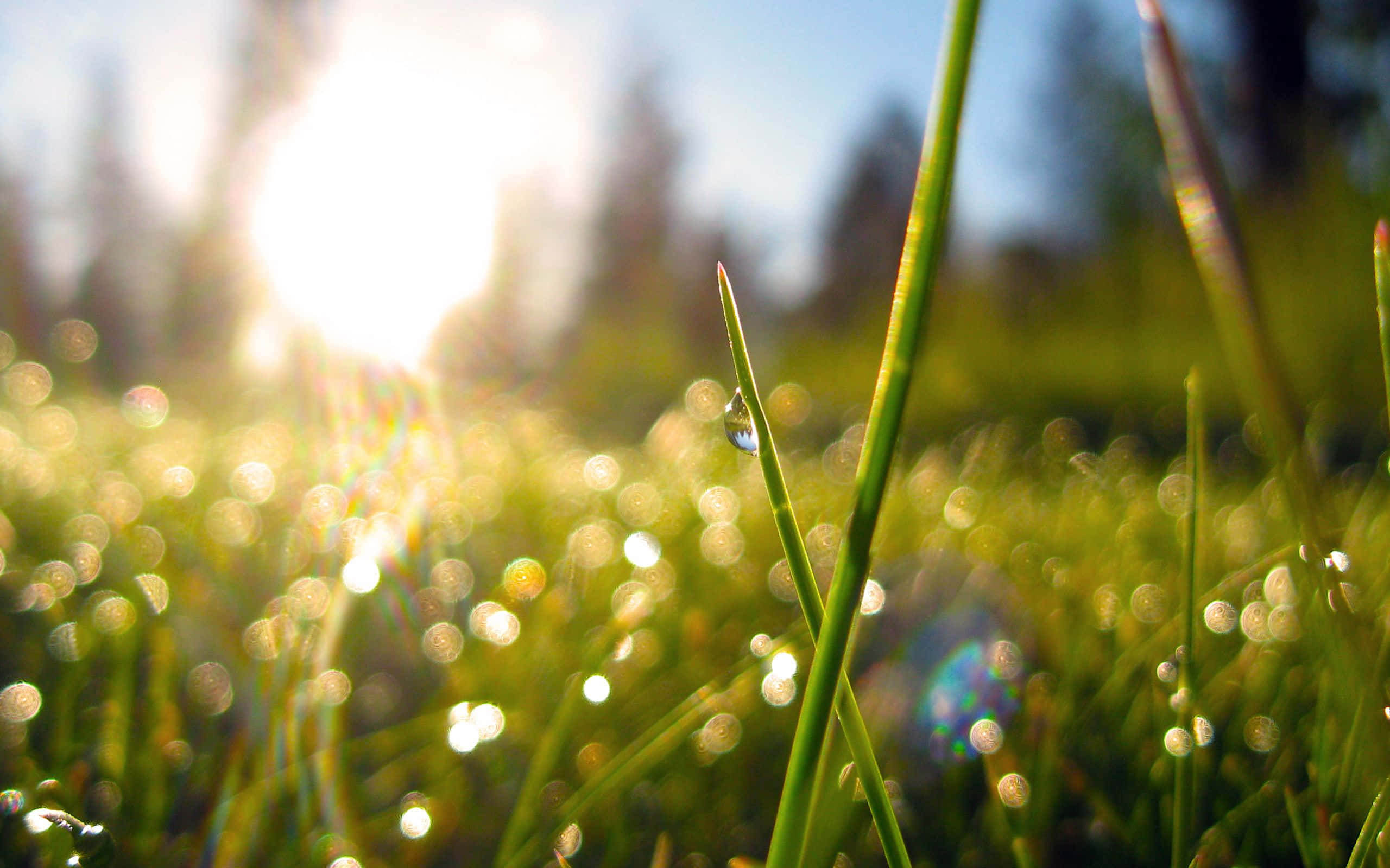Spring Grass 桌布 壁紙 — 陽光穿過淺景深中翠綠草葉上的露珠閃爍。