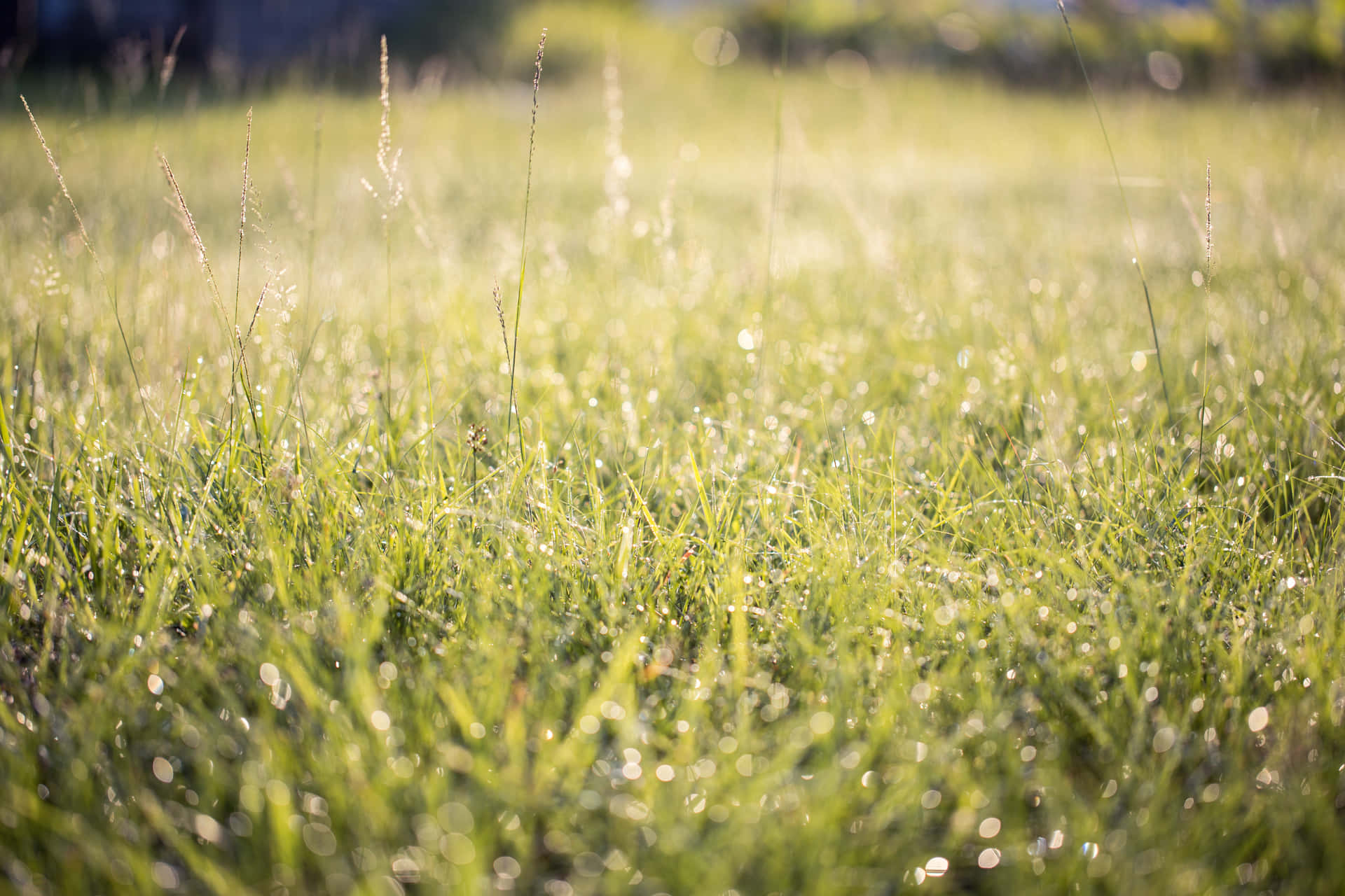 Green Grass 桌布 壁紙 — 陽光穿過淺景深中翠綠草葉上的露珠閃爍。