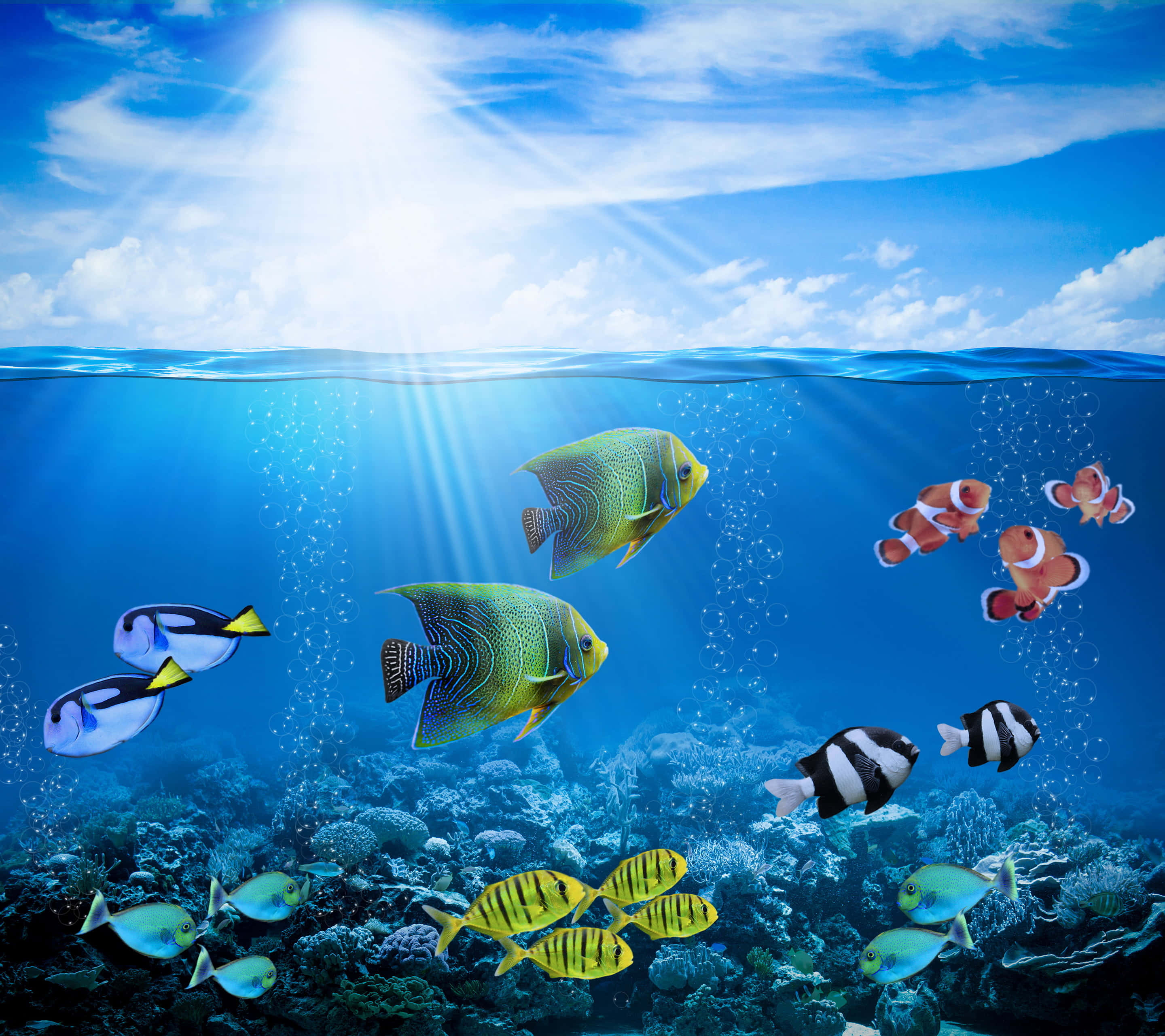 Aquatic 桌布 壁紙 — 陽光穿過清澈的藍色海水，照亮了在 vibrant 珊瑚礁上方游動的色彩繽紛的熱帶魚。