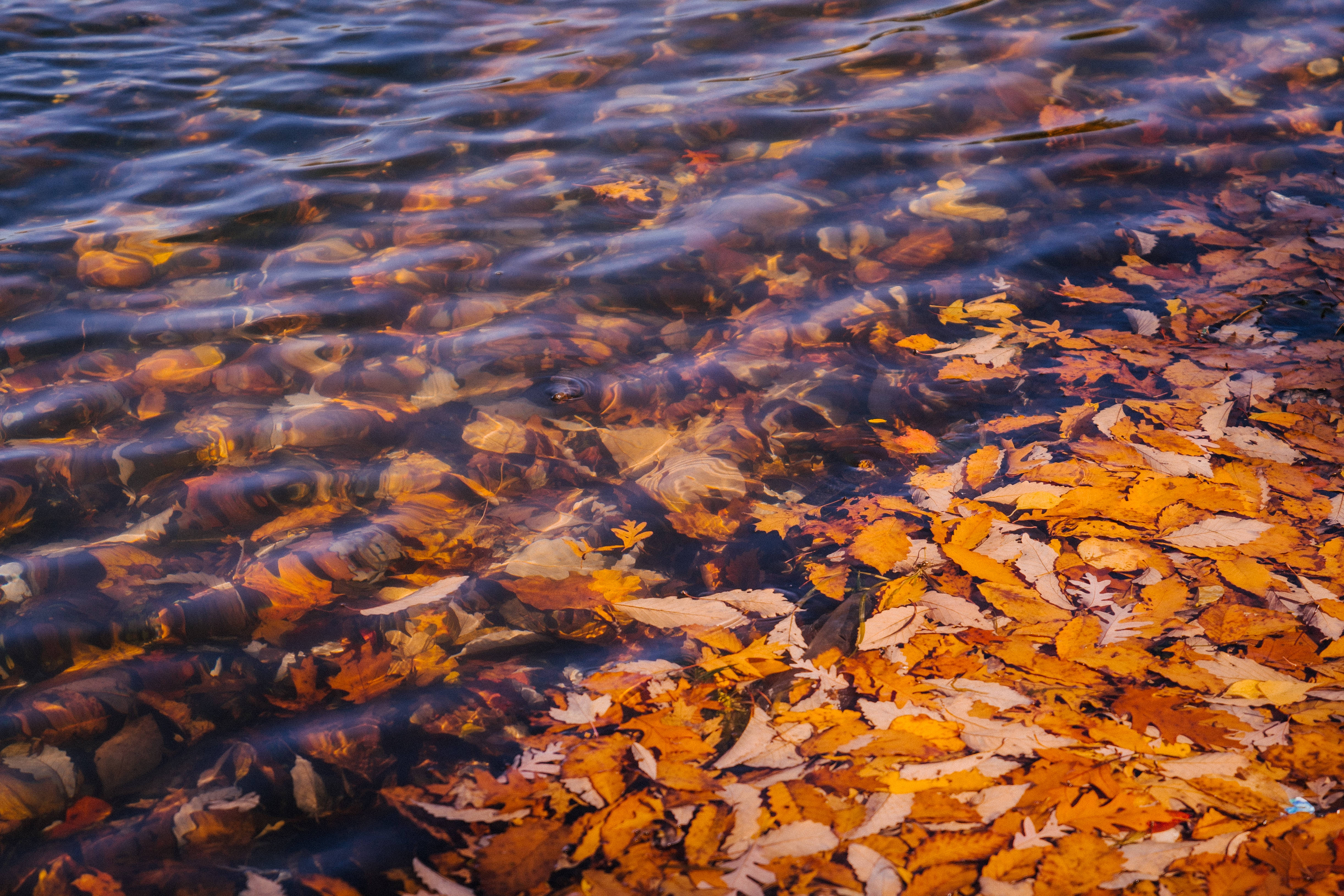 Fall Leaves 桌布 壁紙 — 陽光穿過漣漪的水面閃爍，顯露出一片充滿活力的橙色和黃色秋葉床。