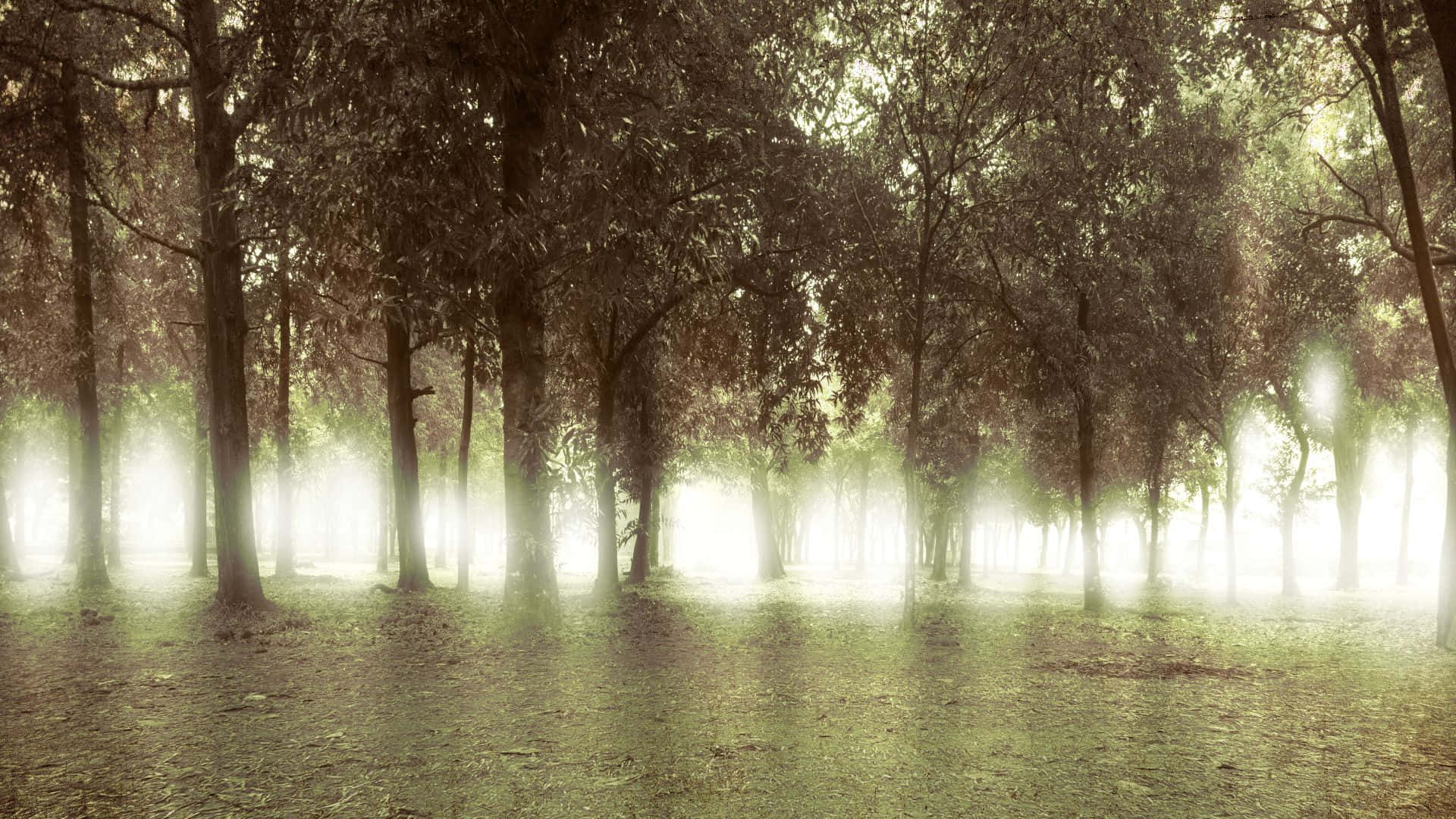 Haunted Forests 桌布 壁紙 — 陽光穿過濃密樹林，在迷霧森林中於長滿苔蘚的地面上形成空靈的光束。