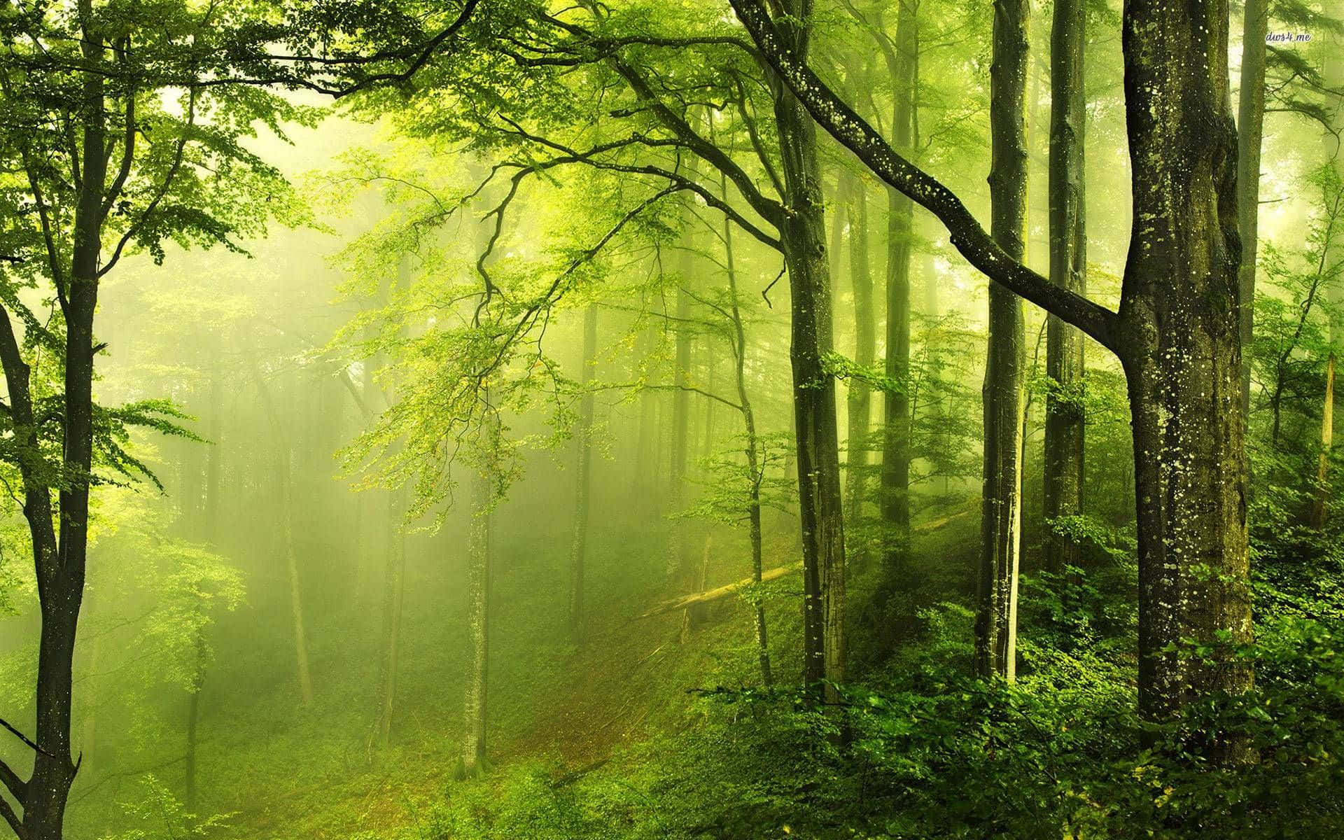 Green Forest 桌布 壁紙 — 陽光穿過濃密的綠色樹葉，在迷霧森林中營造出一種寧靜而空靈的氛圍。