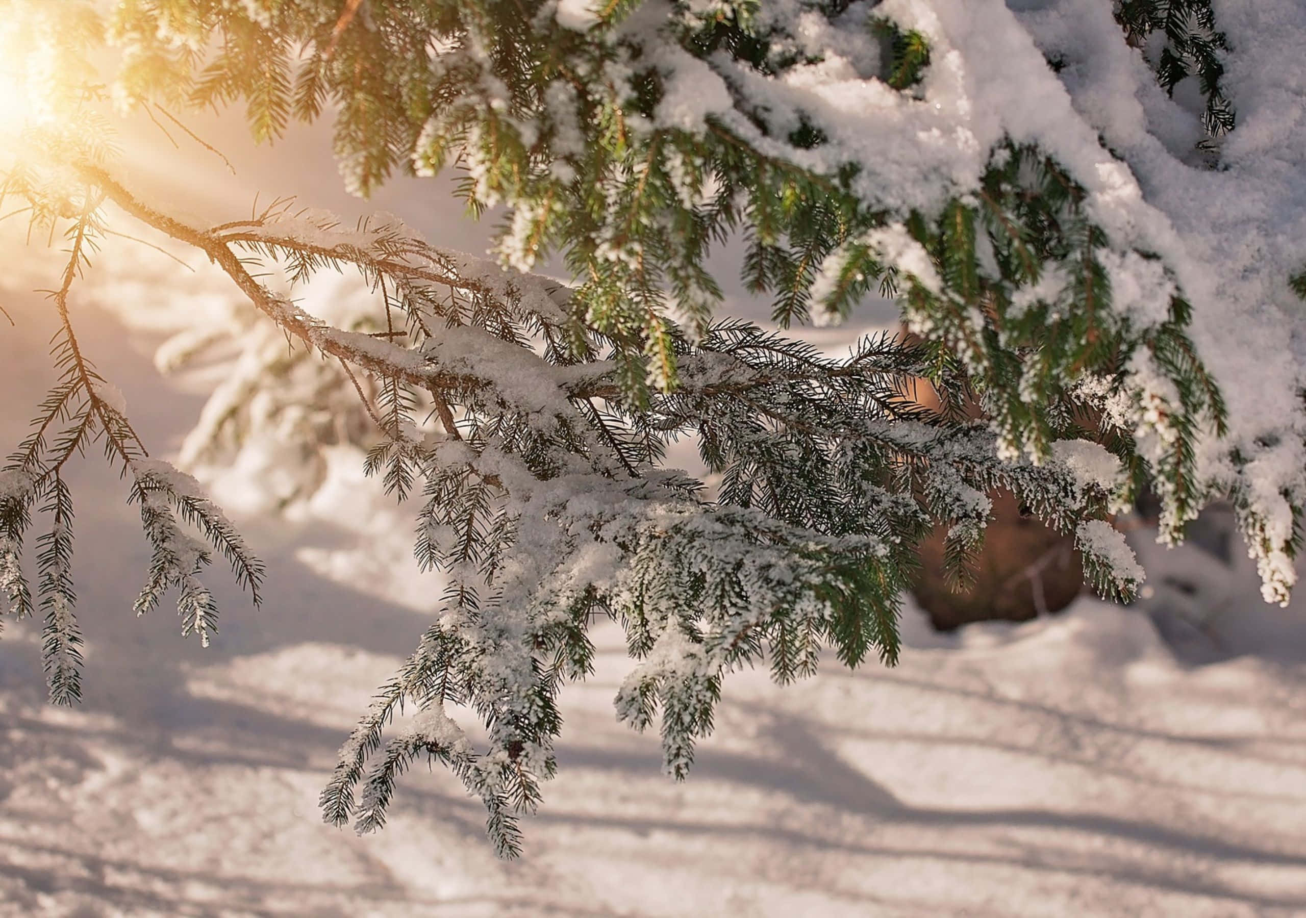 2560x1800 桌布 壁紙 — 陽光穿過灑滿白雪的常青樹枝閃爍，在雪地上投下柔和陰影。