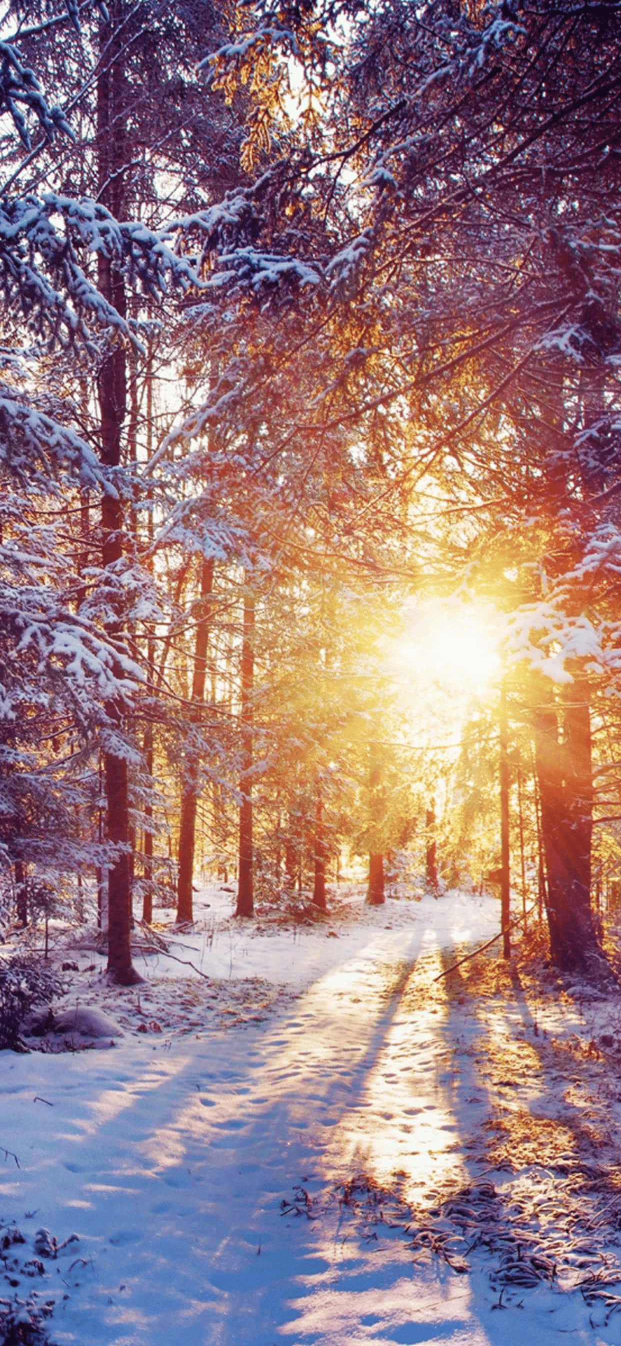 冬天 桌布 壁紙 — 陽光穿過灑滿白雪的松樹，在寧靜的冬季森林小徑上投下金色光芒。