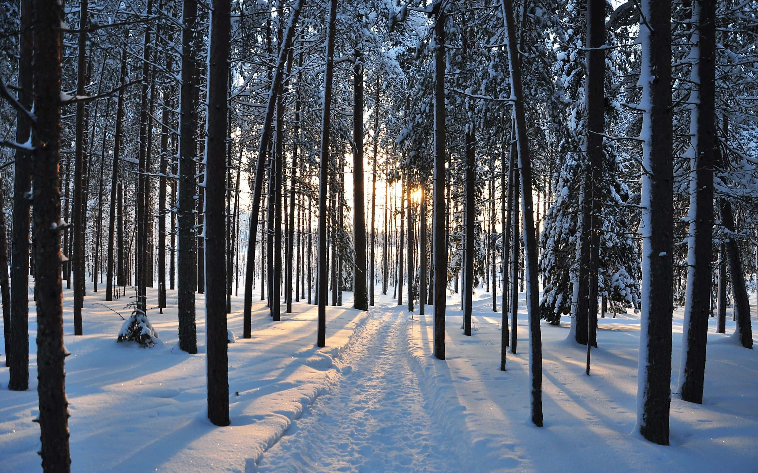 woods 桌布 壁紙 — 陽光穿過灑滿白雪的松樹，在純淨的冬季森林小徑上投下長長的影子。
