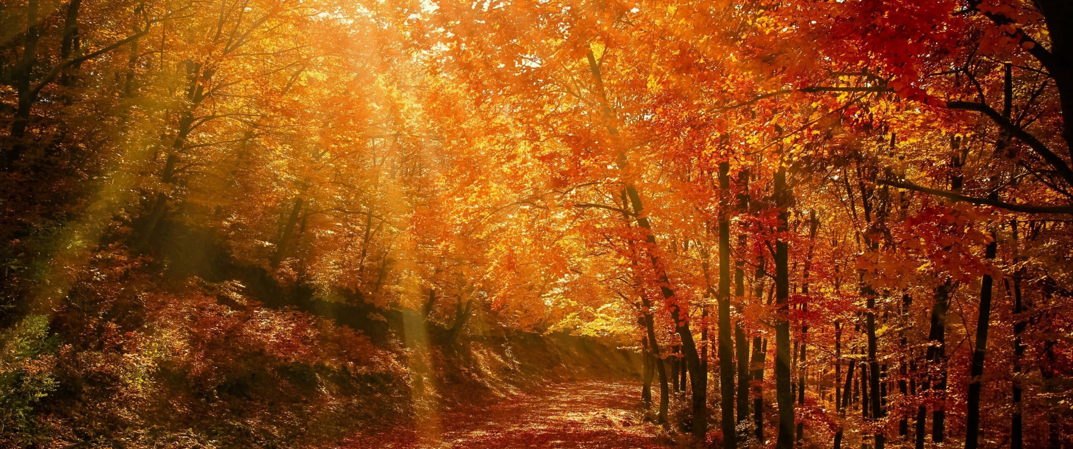 桌布 壁紙 — 陽光穿過火紅橙紅色的秋葉樹冠，在森林小徑上投下金色光芒。