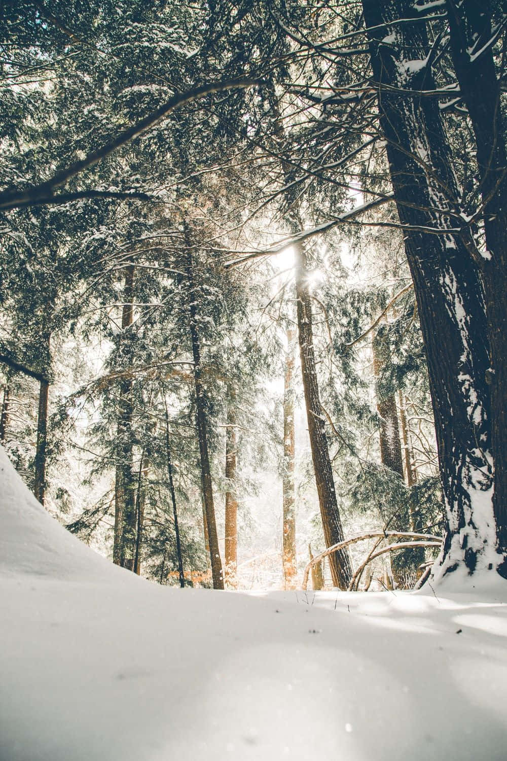 雪 桌布 壁紙 — 陽光穿過白雪覆蓋的常綠樹，灑落在寧靜的冬季森林中。