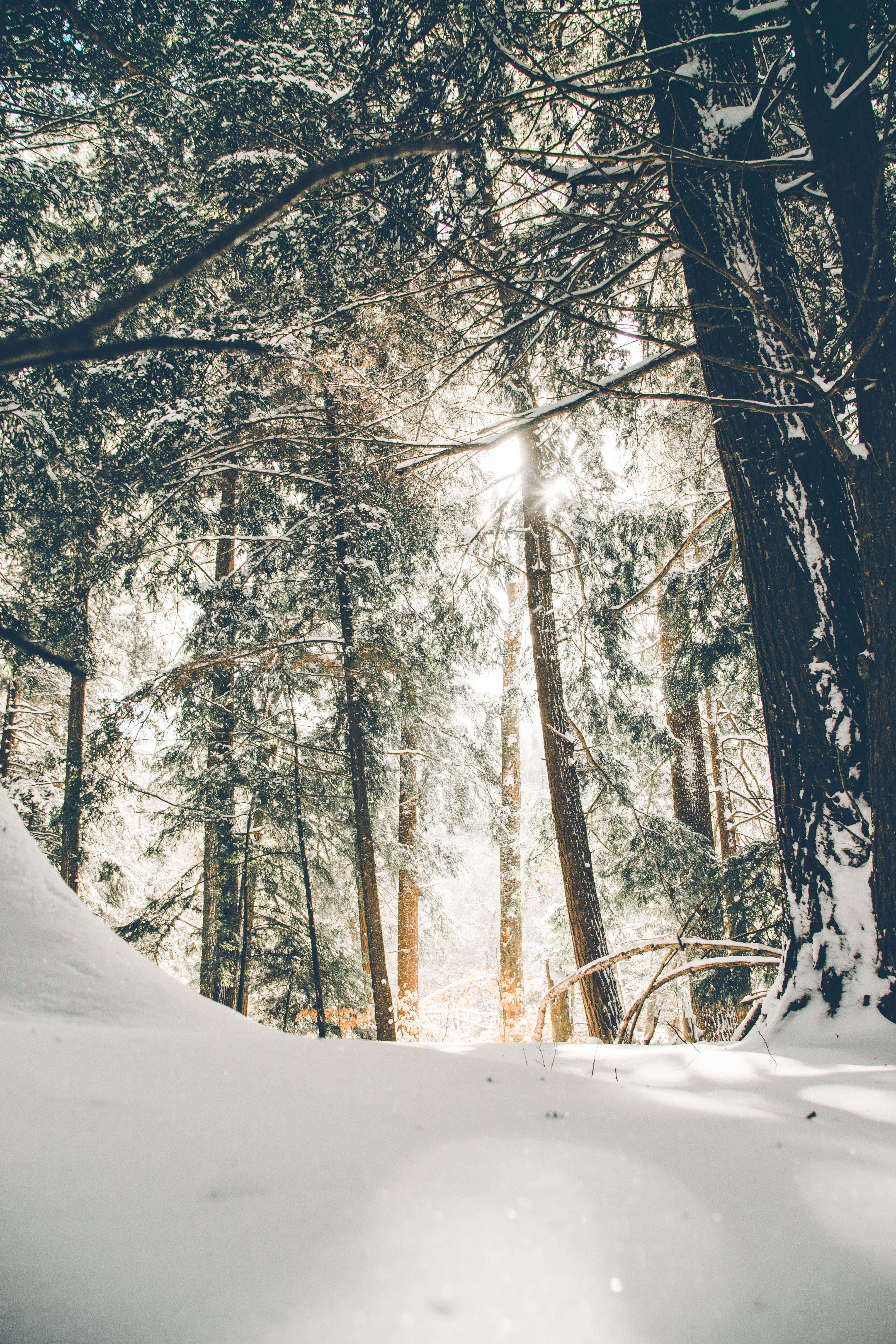 森林 桌布 壁紙 — 陽光穿過白雪覆蓋的常青樹，灑落在寧靜的冬日森林中。