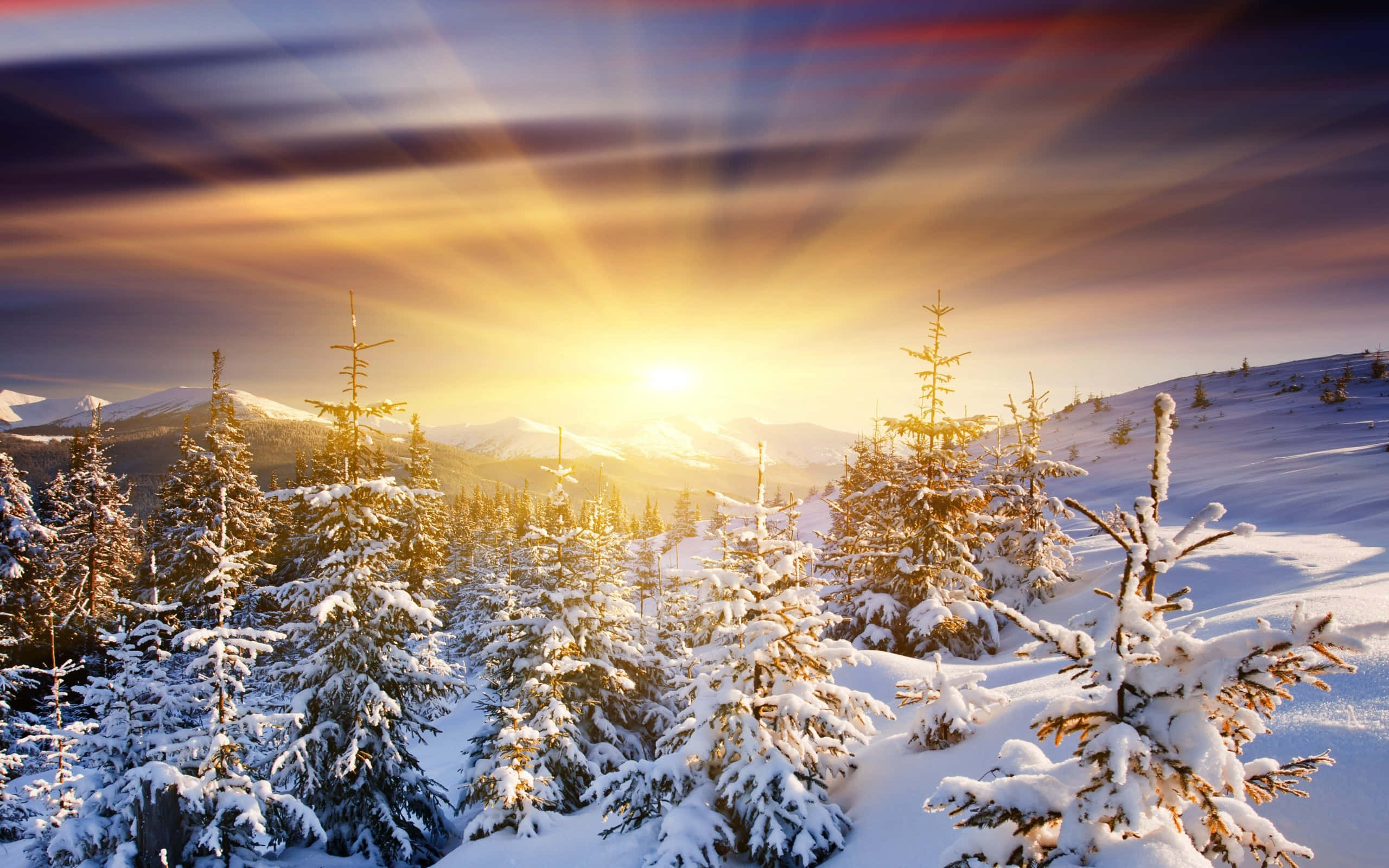 山景 桌布 壁紙 — 陽光穿過白雪覆蓋的松樹，在充滿活力的暮色天空中散發出金色的光芒。