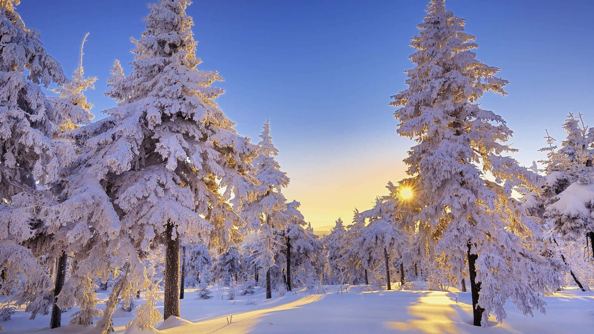trees 桌布 壁紙 — 陽光穿過白雪覆蓋的松樹，在寧靜的冬日森林中閃耀，日出時分。