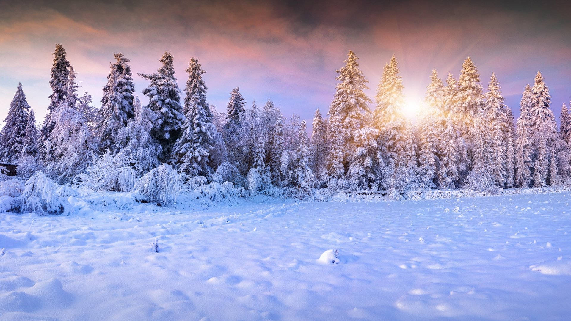 雪景 桌布 壁紙 — 陽光穿過白雪覆蓋的松樹，在純淨的冬季景觀上投射出溫暖的光芒。