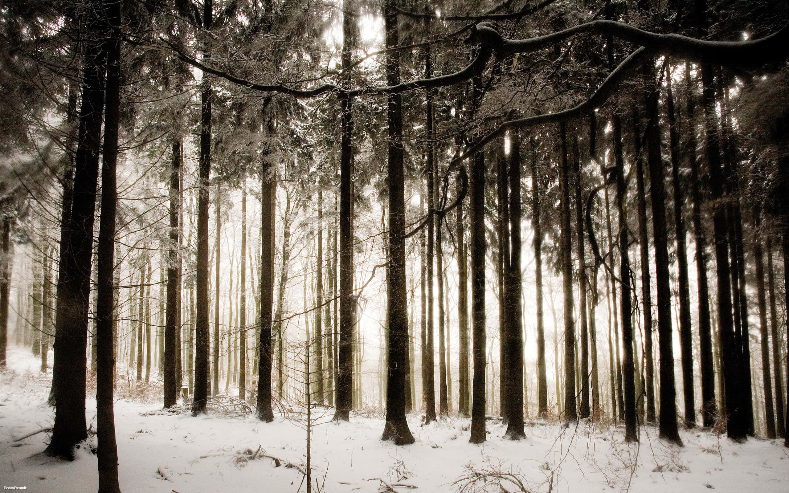 woods 桌布 壁紙 — 陽光穿過白雪覆蓋的松樹，灑落在寧靜的冬日森林中。