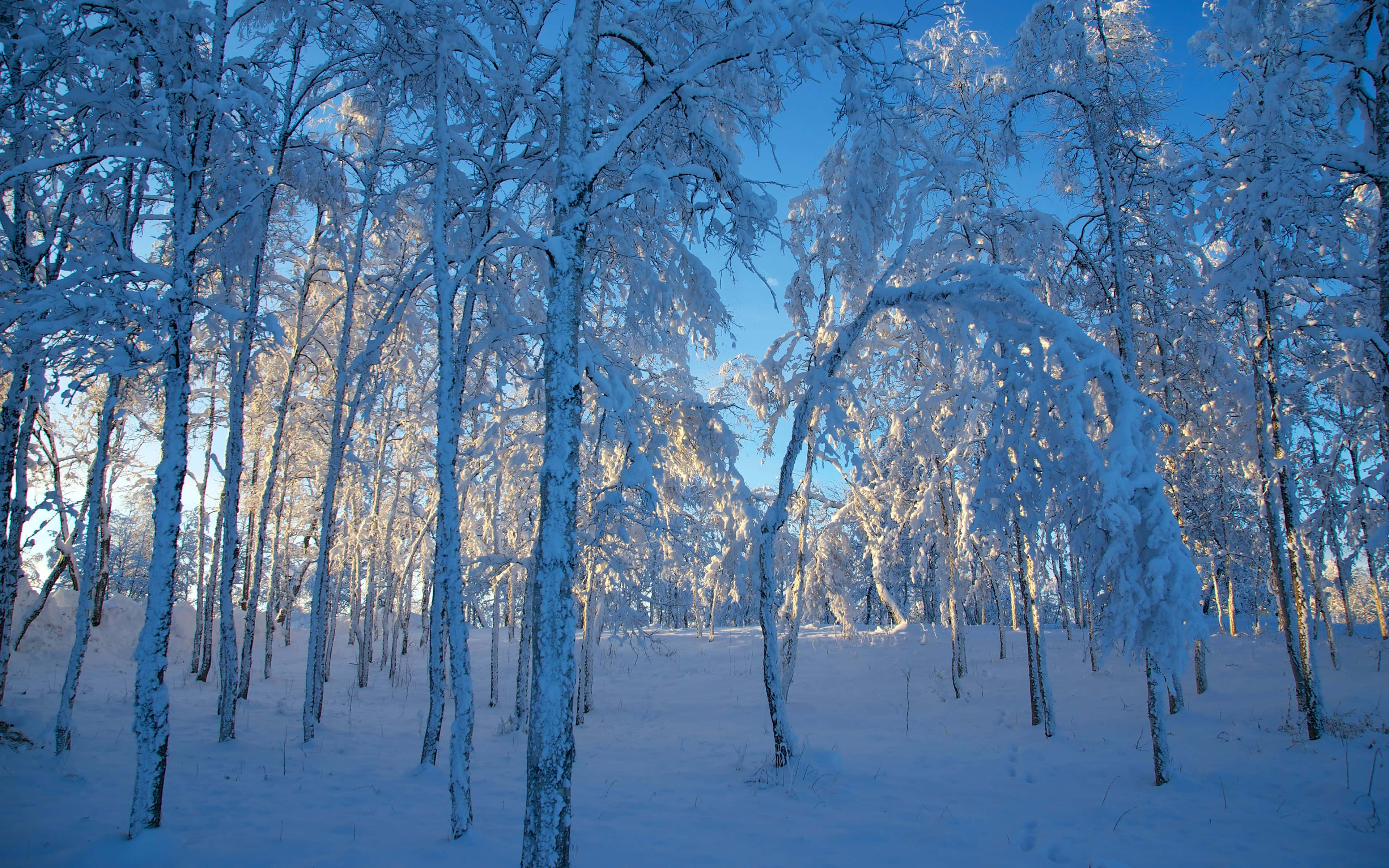桌布 壁紙 — 陽光穿過白雪覆蓋的樹木，灑落在晴朗藍天下寧靜的冬日森林中。