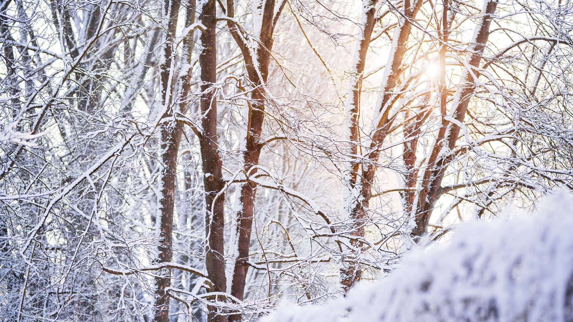 冬季美學 桌布 壁紙 — 陽光穿過白雪覆蓋的樹枝，灑落在寧靜的冬日森林中。