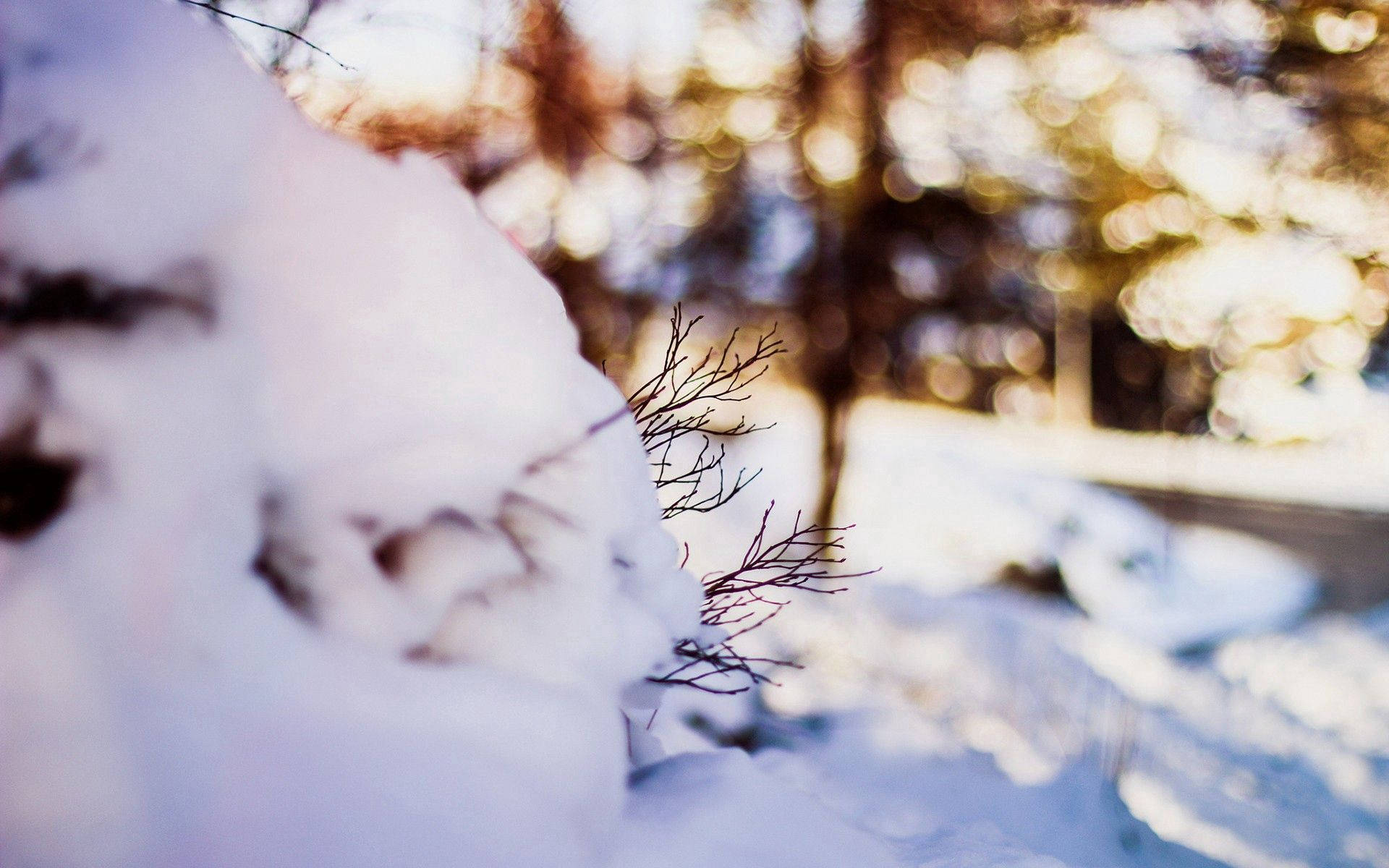 雪 桌布 壁紙 — 陽光穿過白雪覆蓋的樹枝閃爍，在寧靜的冬日森林中，背景帶有柔和散景效果。