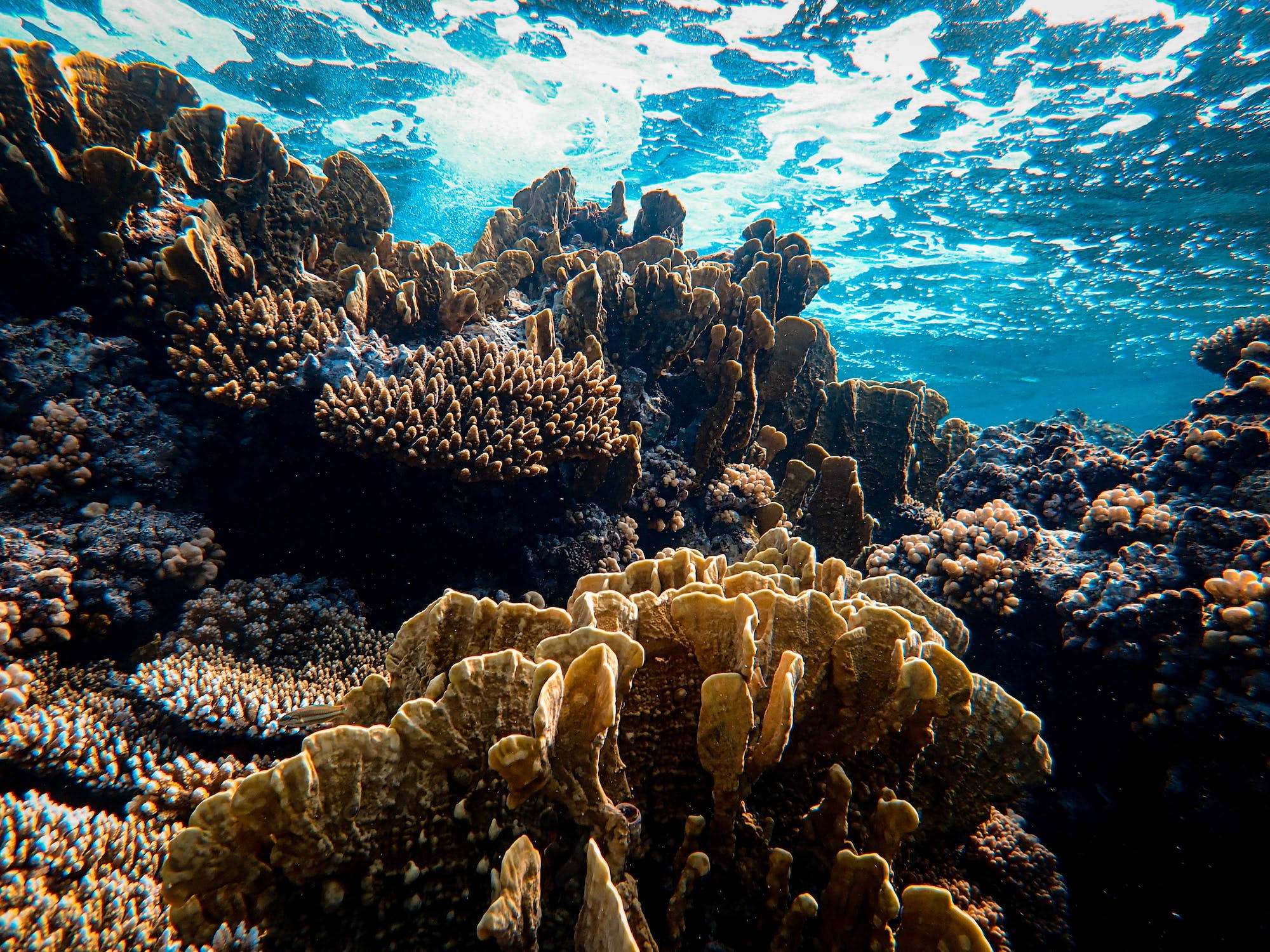 coral 桌布 壁紙 — 陽光穿過碧綠海水，照亮下方複雜的珊瑚結構。