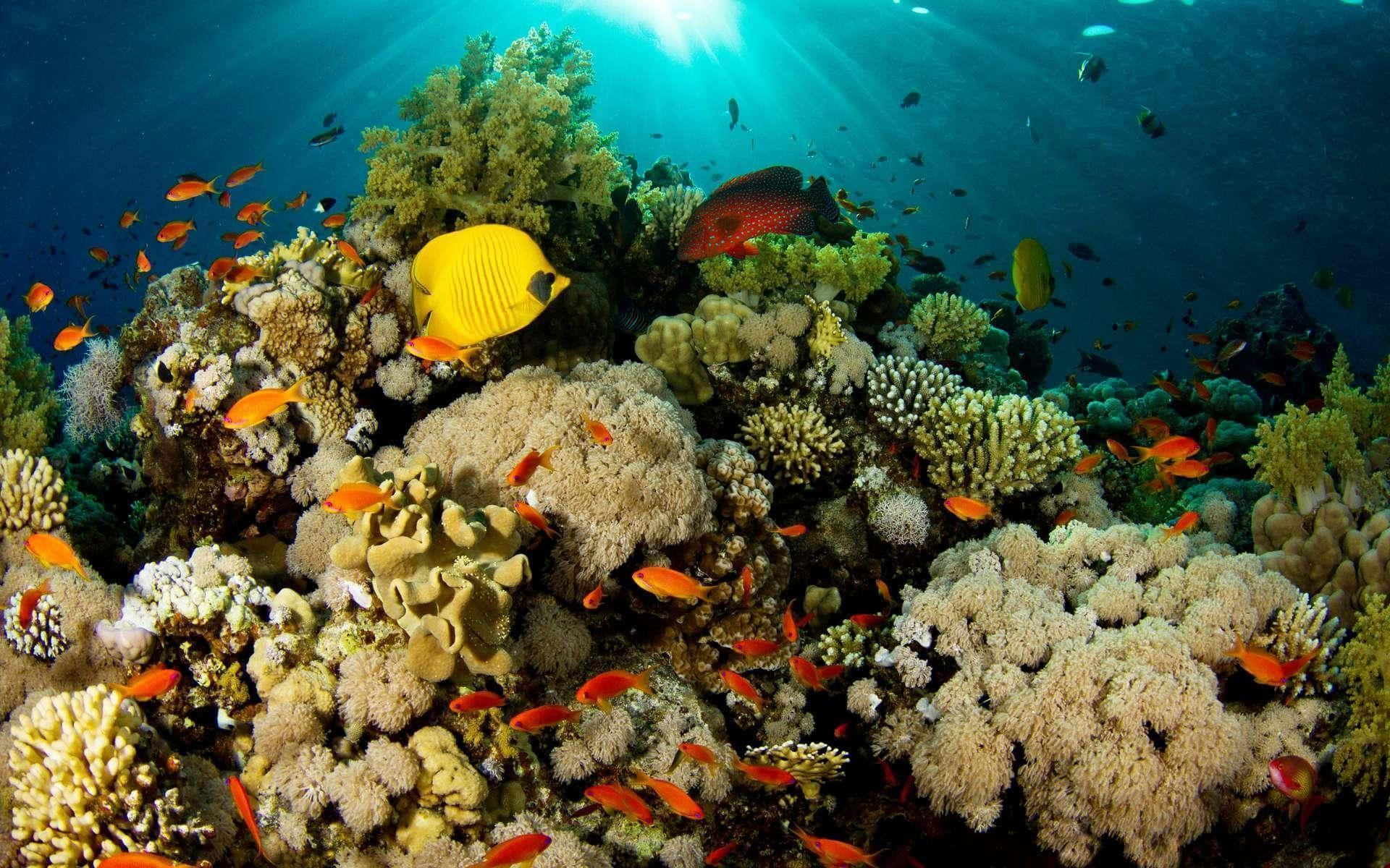 海洋 桌布 壁紙 — 陽光穿過碧綠海水，照亮了一個充滿色彩繽紛魚類和多樣珊瑚形態的 vibrant 珊瑚礁。