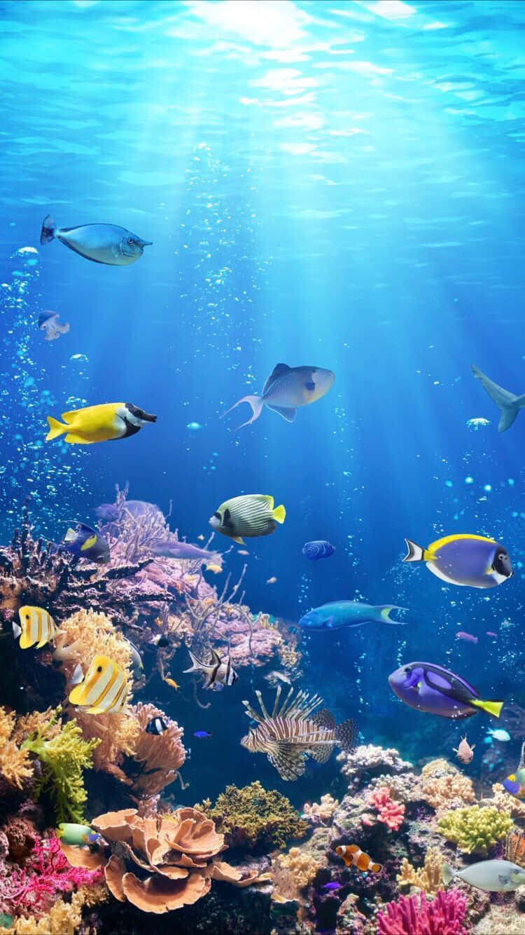 Aquarium iPhone 桌布 壁紙 — 陽光穿過碧綠海水，照亮了一個充滿色彩繽紛熱帶魚的活力珊瑚礁。